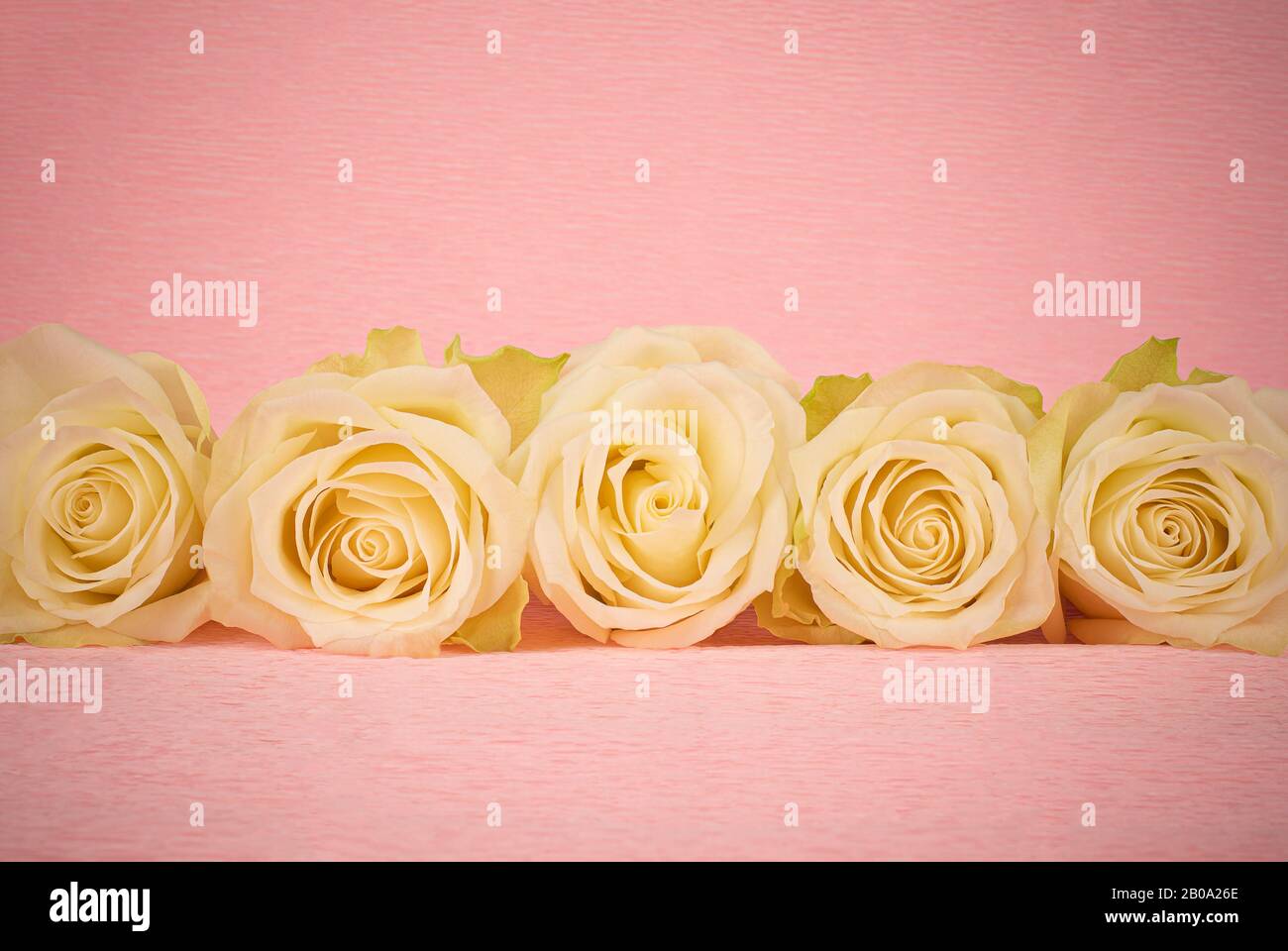 Light white and pink rose hi-res stock photography and images - Alamy