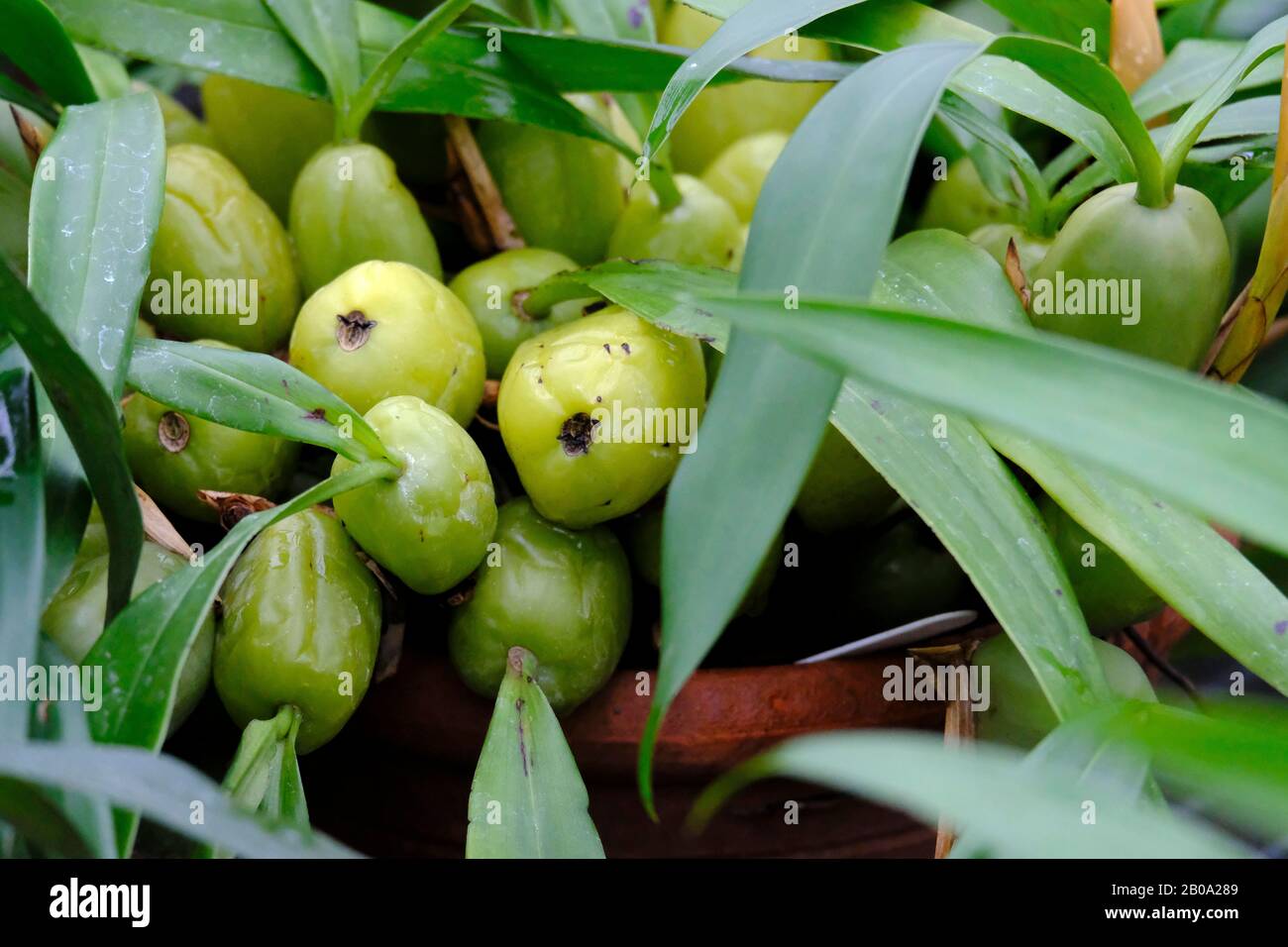 A close up view of the green Pseudobulbs of the Coelogyne cristata Orchid in winter Stock Photo