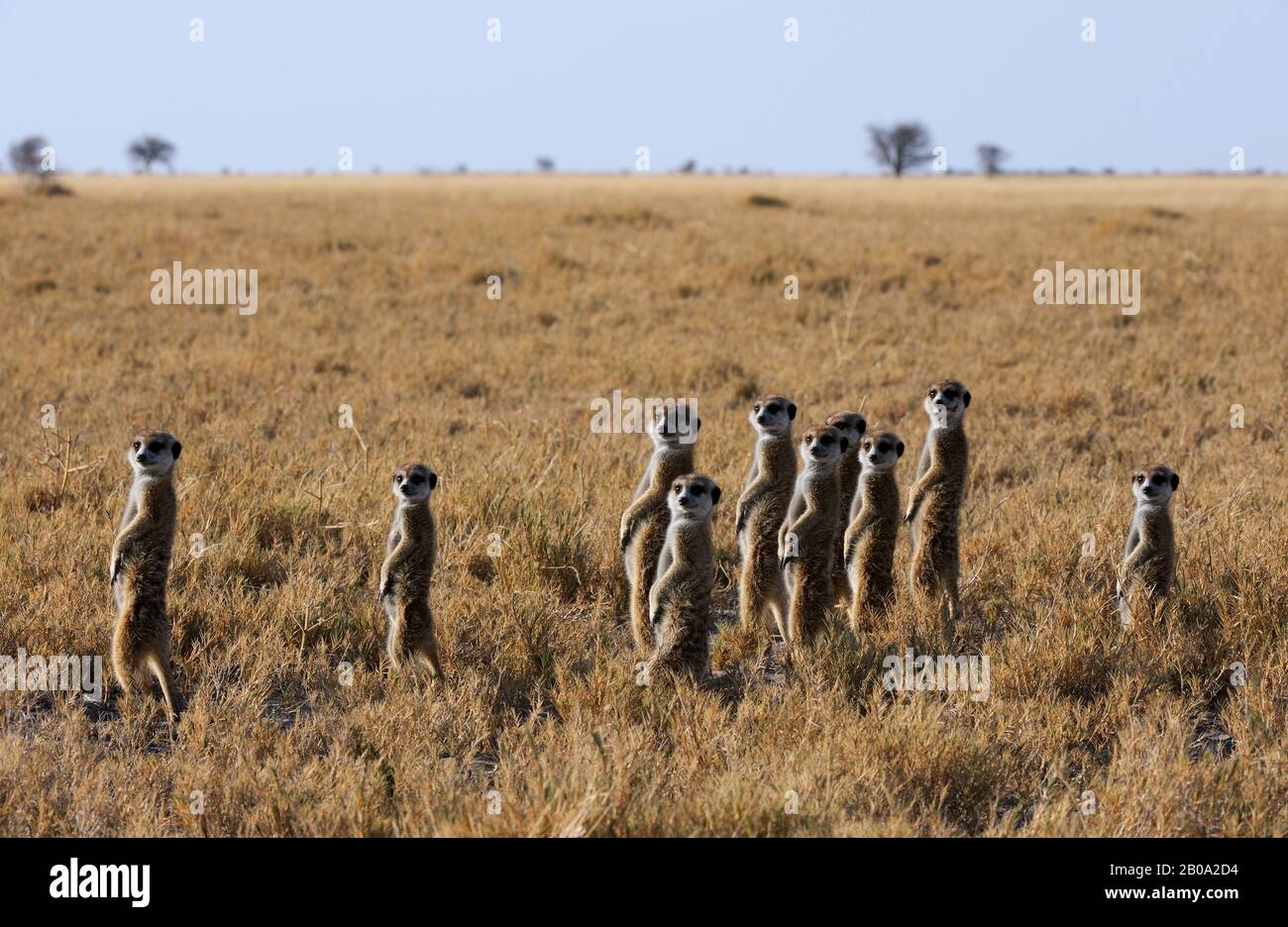 BOTSWANA, KALAHARI DESERT, GROUP OF MEERKAT WARMING UP IN MORNING SUNSHINE Stock Photo