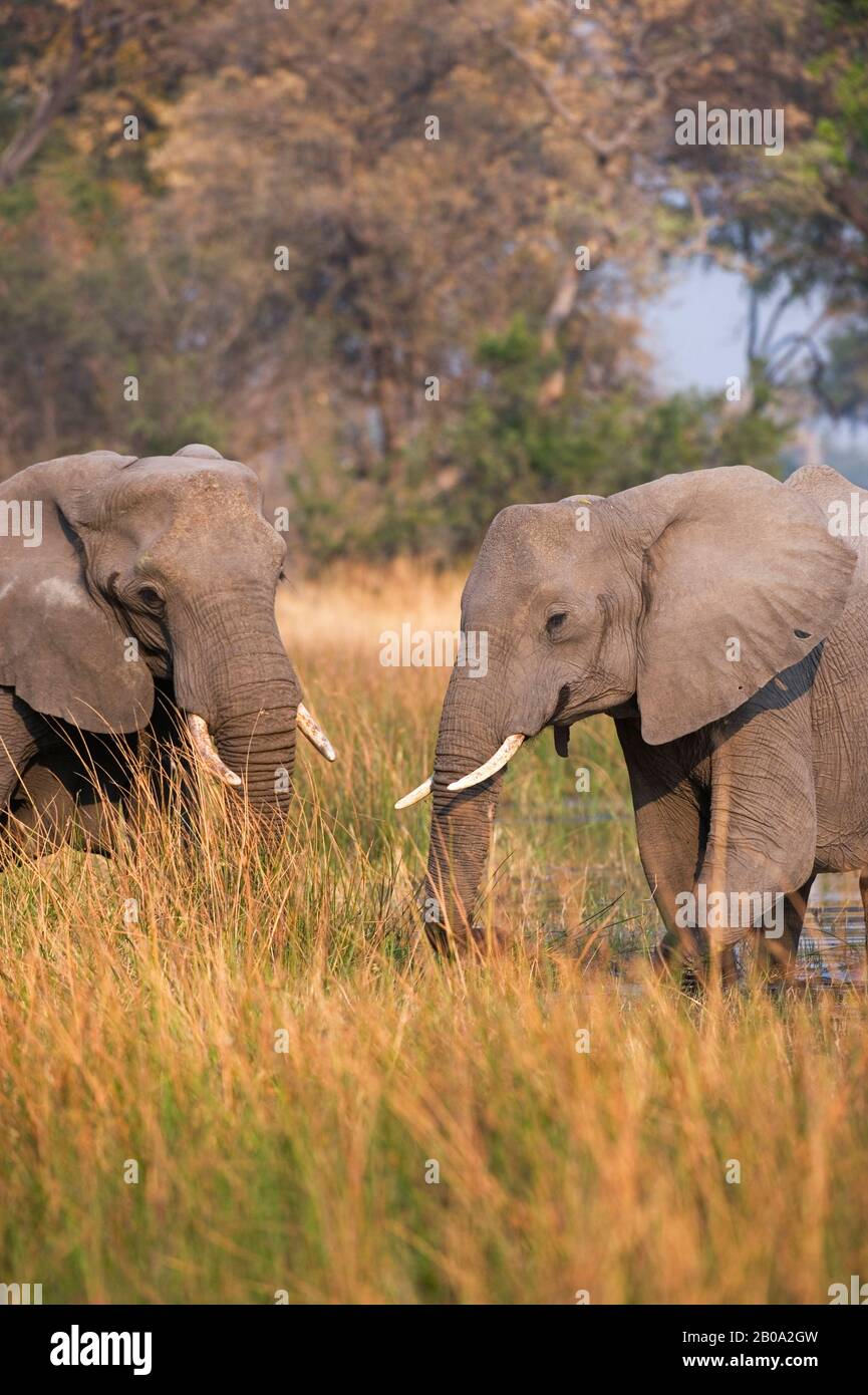 BOTSWANA, OKAVANGO INLAND DELTA, VUMBURA, AFRICAN ELEPHANTS Stock Photo