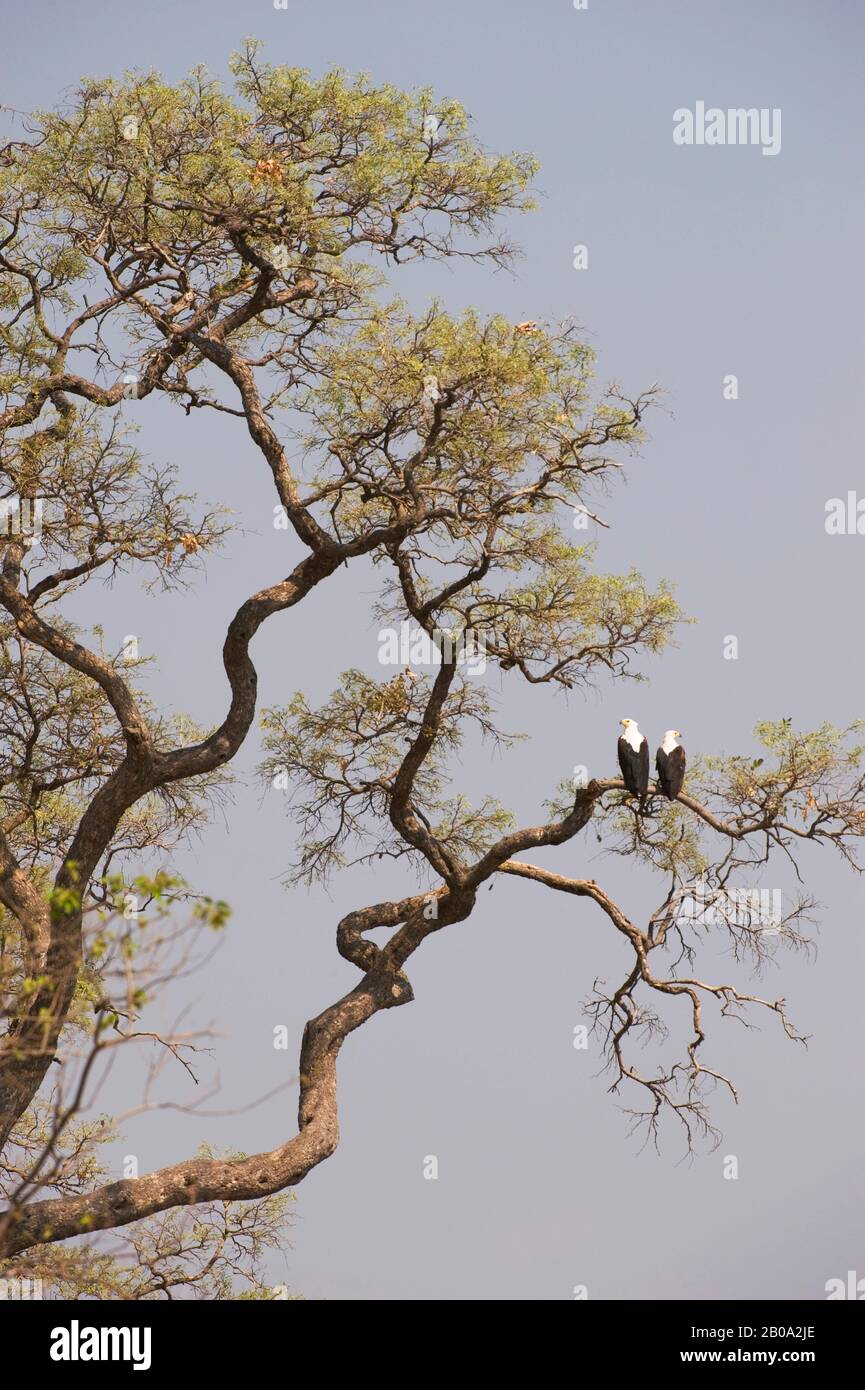 BOTSWANA, OKAVANGO INLAND DELTA, DUMA TAU, AFRICAN FISH EAGLES (Haliaeetus vocifer) PERCHED IN TREE Stock Photo