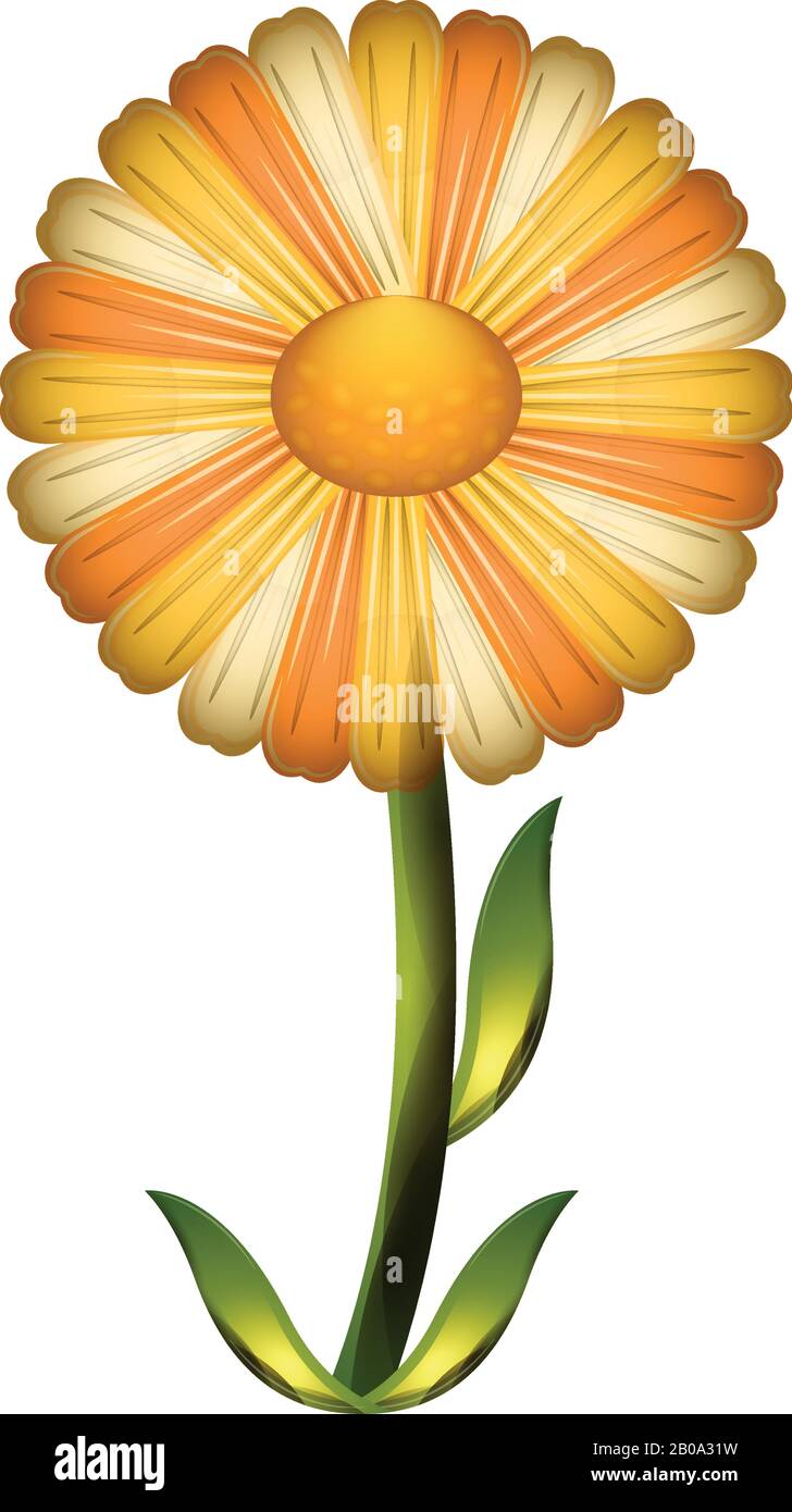 Isolated beautiful daisy flower Stock Vector Image & Art - Alamy