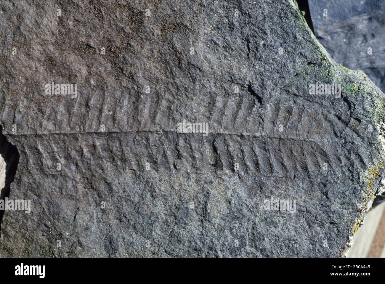ANTARCTICA, HOPE BAY, PLANT FOSSILS Stock Photo Alamy
