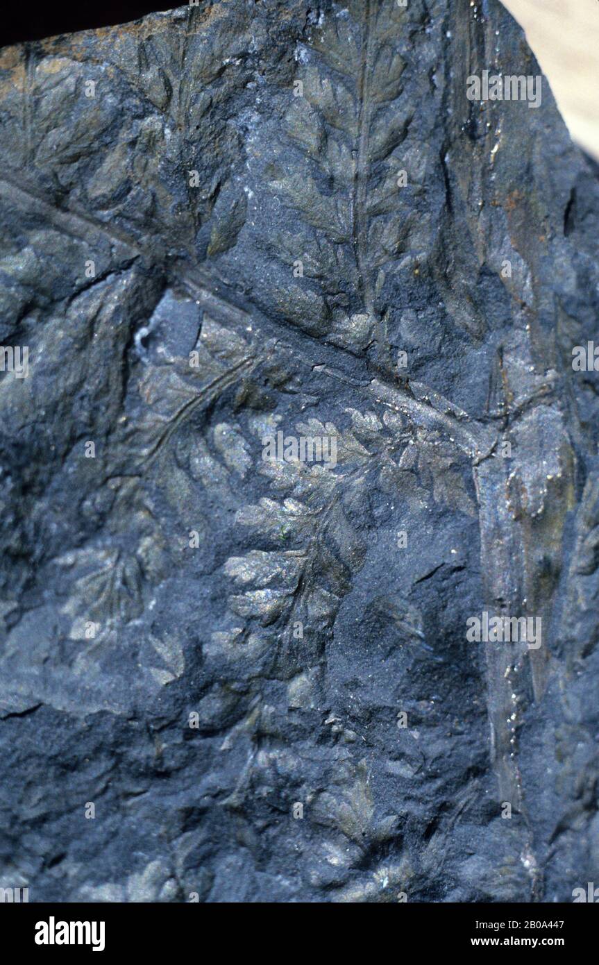 ANTARCTICA, HOPE BAY, PLANT FOSSILS, FERNS Stock Photo Alamy