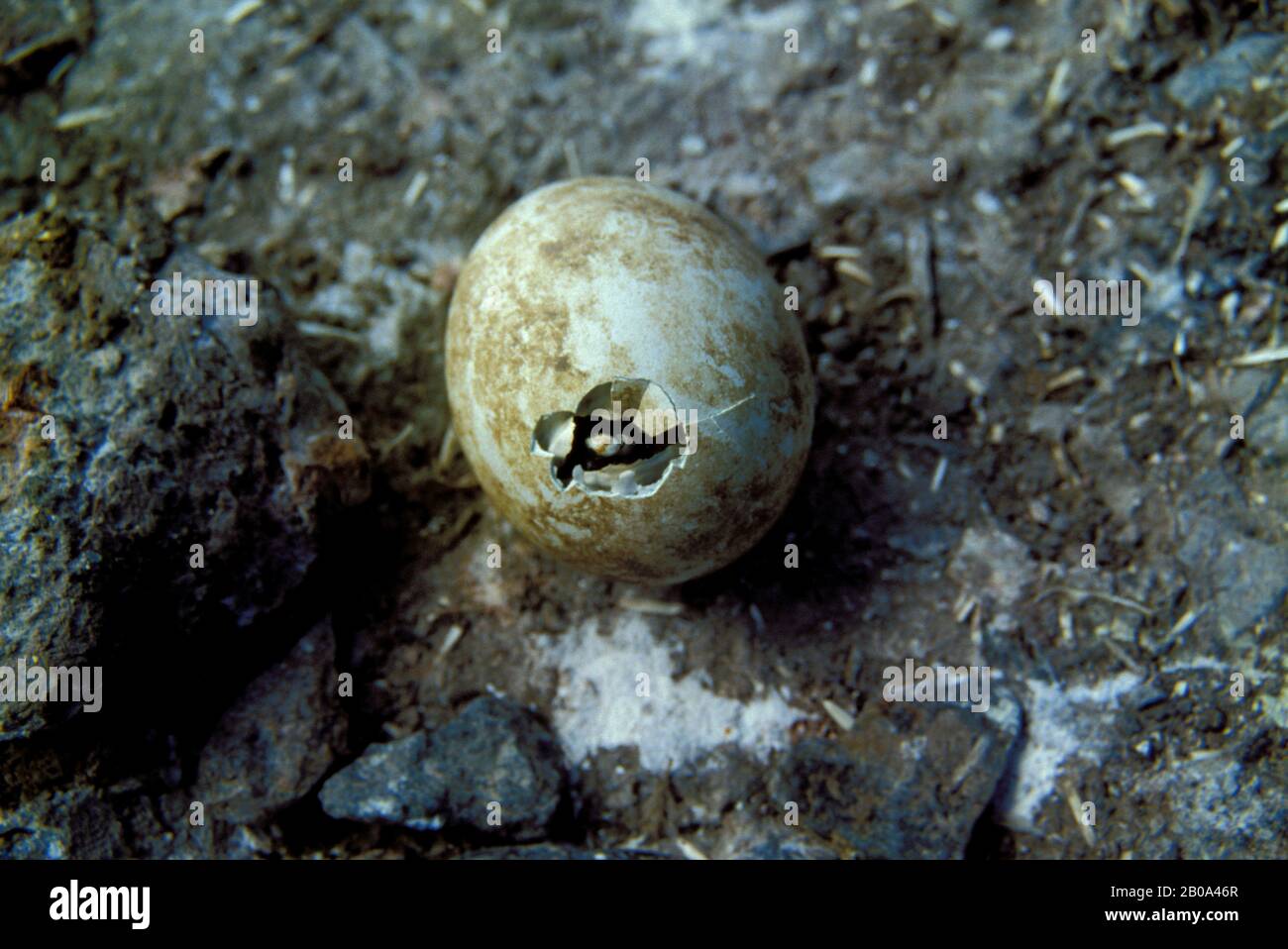 ANTARCTICA, CHINSTRAP PENGUIN EGG HATCHING Stock Photo - Alamy