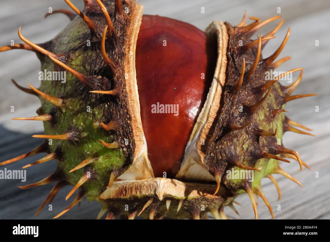 Spiky Case High Resolution Stock Photography and Images - Alamy