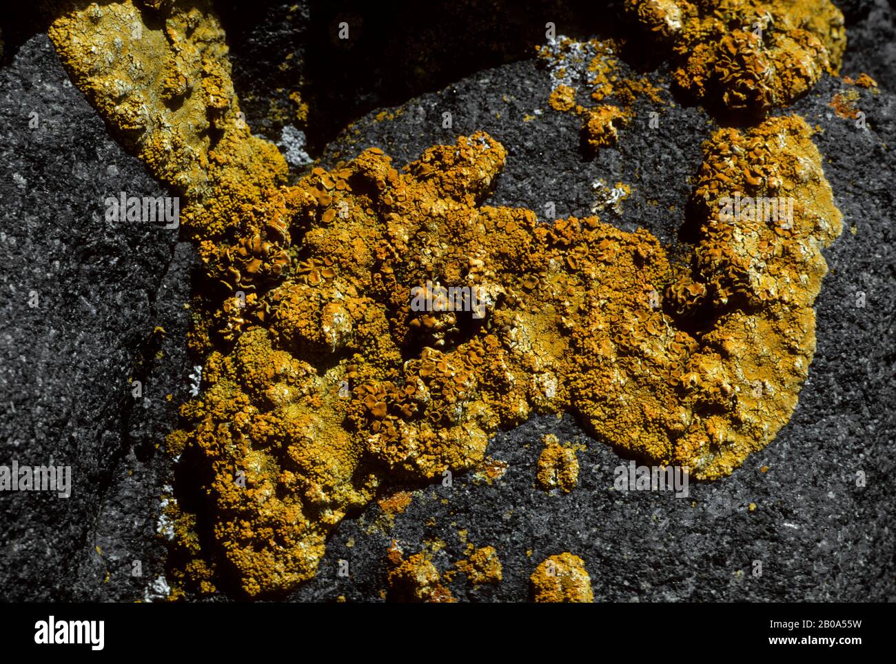 ANTARCTICA, KING GEORGE ISLAND, LICHENS GROWING ON ROCKS AT POLISH STATION ARCTOWSKI Stock Photo
