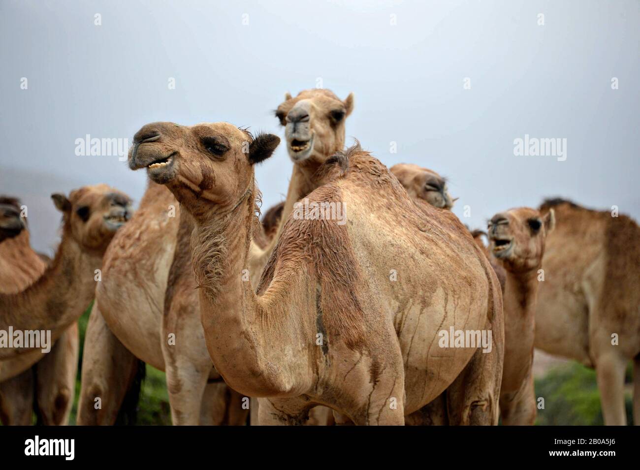 Djiboutian camels wait to be checked by a U.S. Army 418th Civil Affairs Battalion Function Specialty Unit personnel during a veterinarian assistance mission March 28, 2017, near Ali Sabieh, Djibouti. Stock Photo