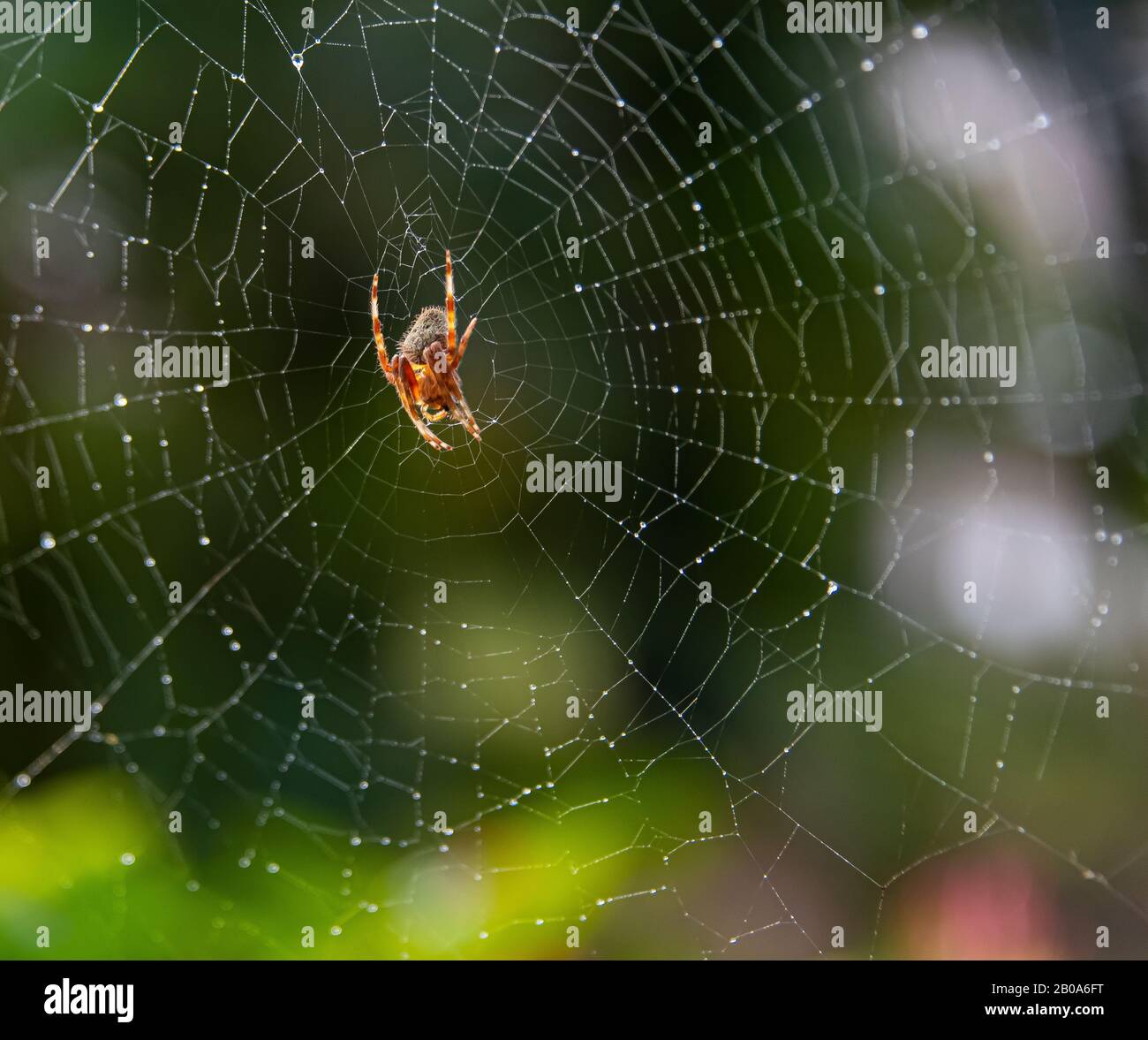 Orb Spider hunting and resting on web Stock Photo