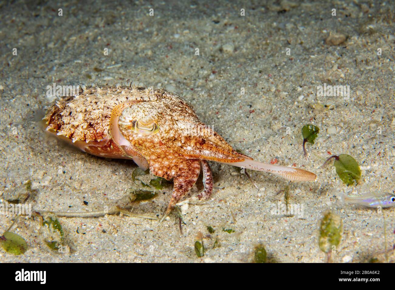 This juvenile flamboyant cuttlefish, Metasepia pfefferi, is in mid ...