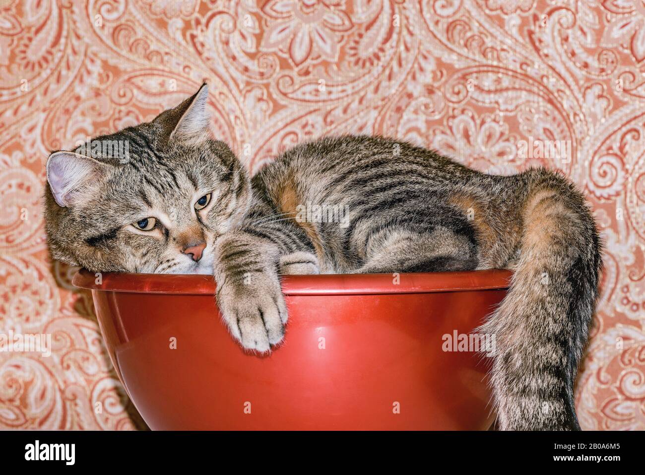 Close up image of the male cat in the kitchen Stock Photo Alamy