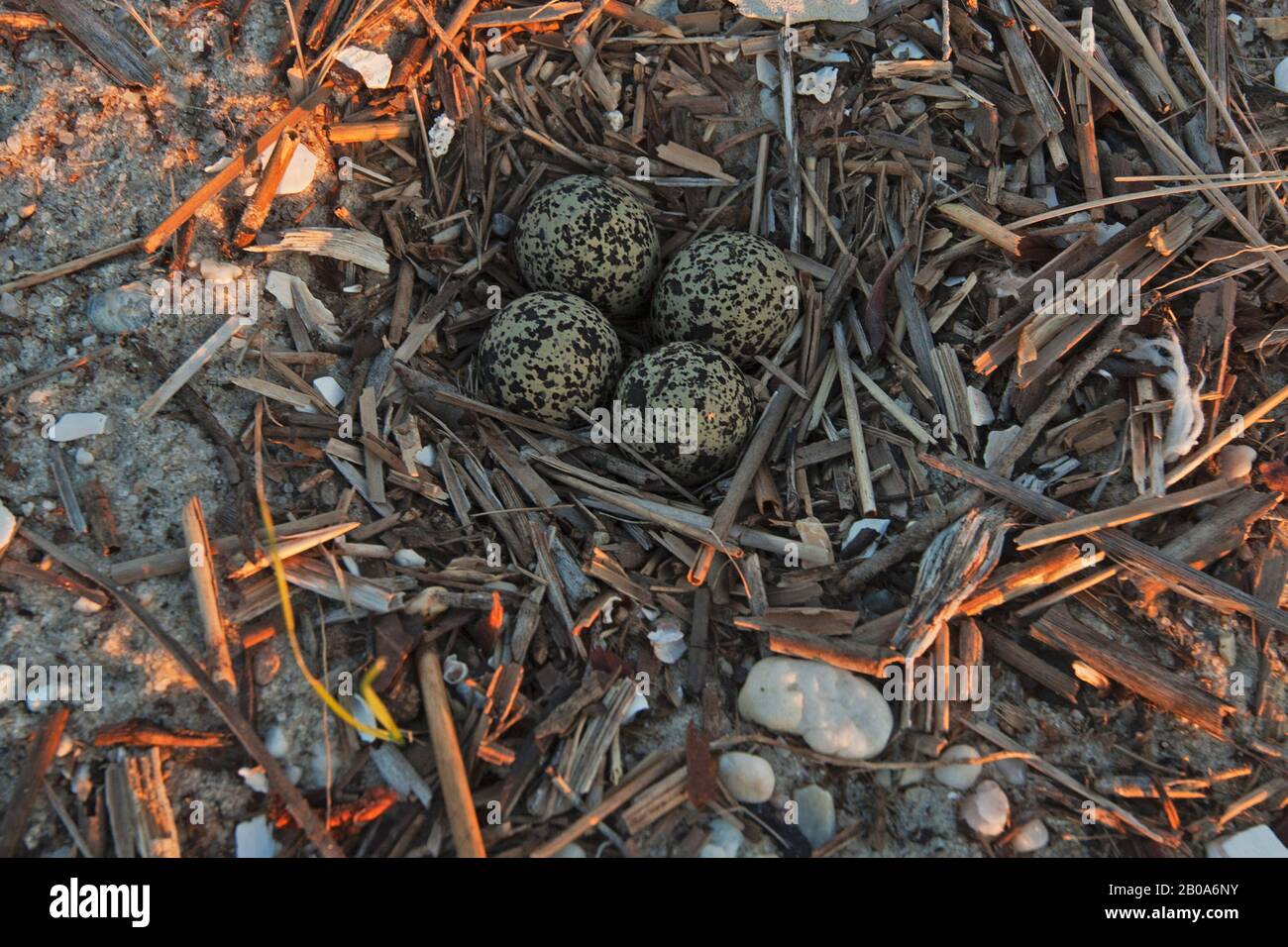 Killdeer nest hires stock photography and images Alamy