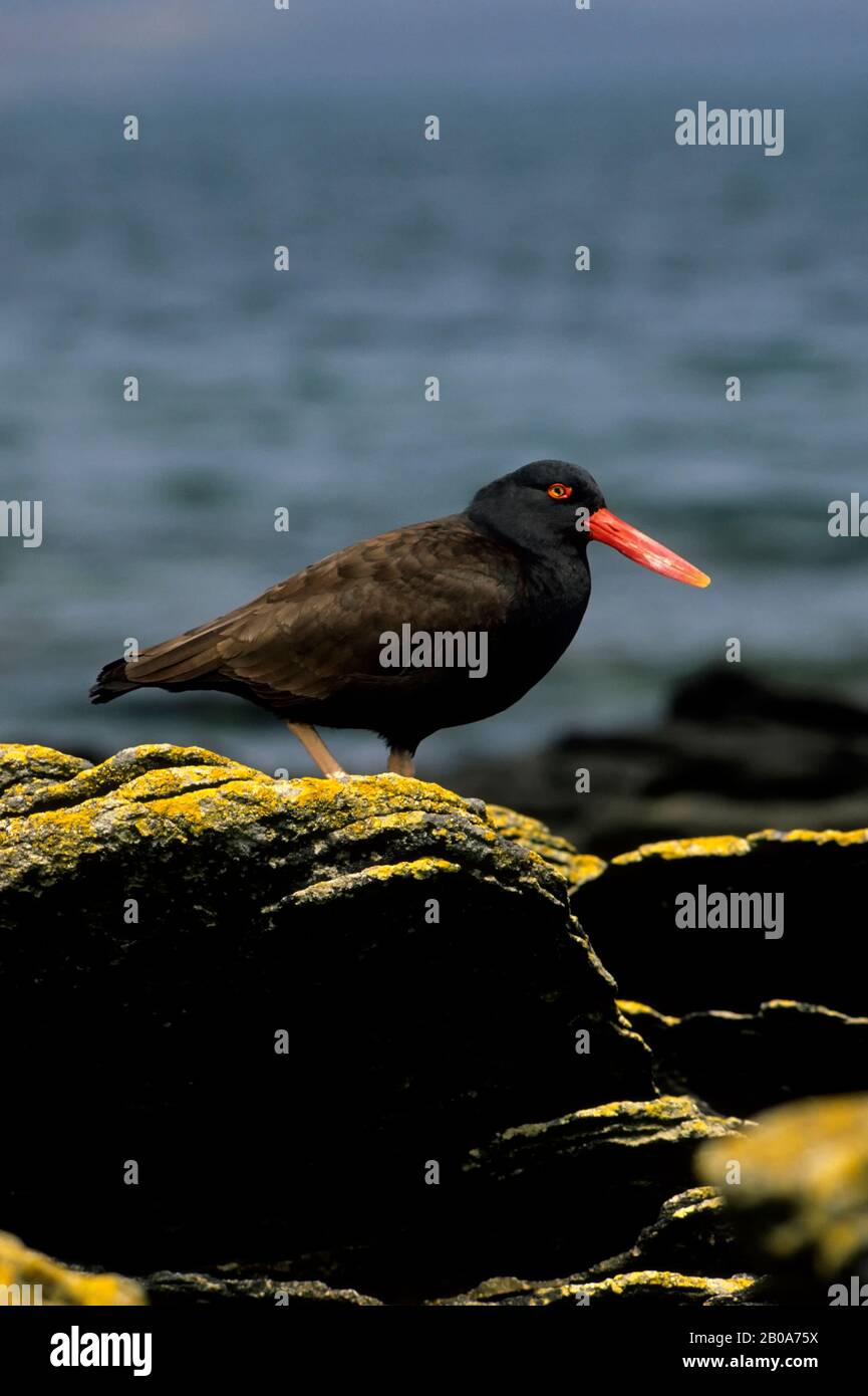 FALKLAND ISLAND, CARCASS ISLAND, BLACK OYSTER CATCHER ON LICHEN COVERED ROCK Stock Photo