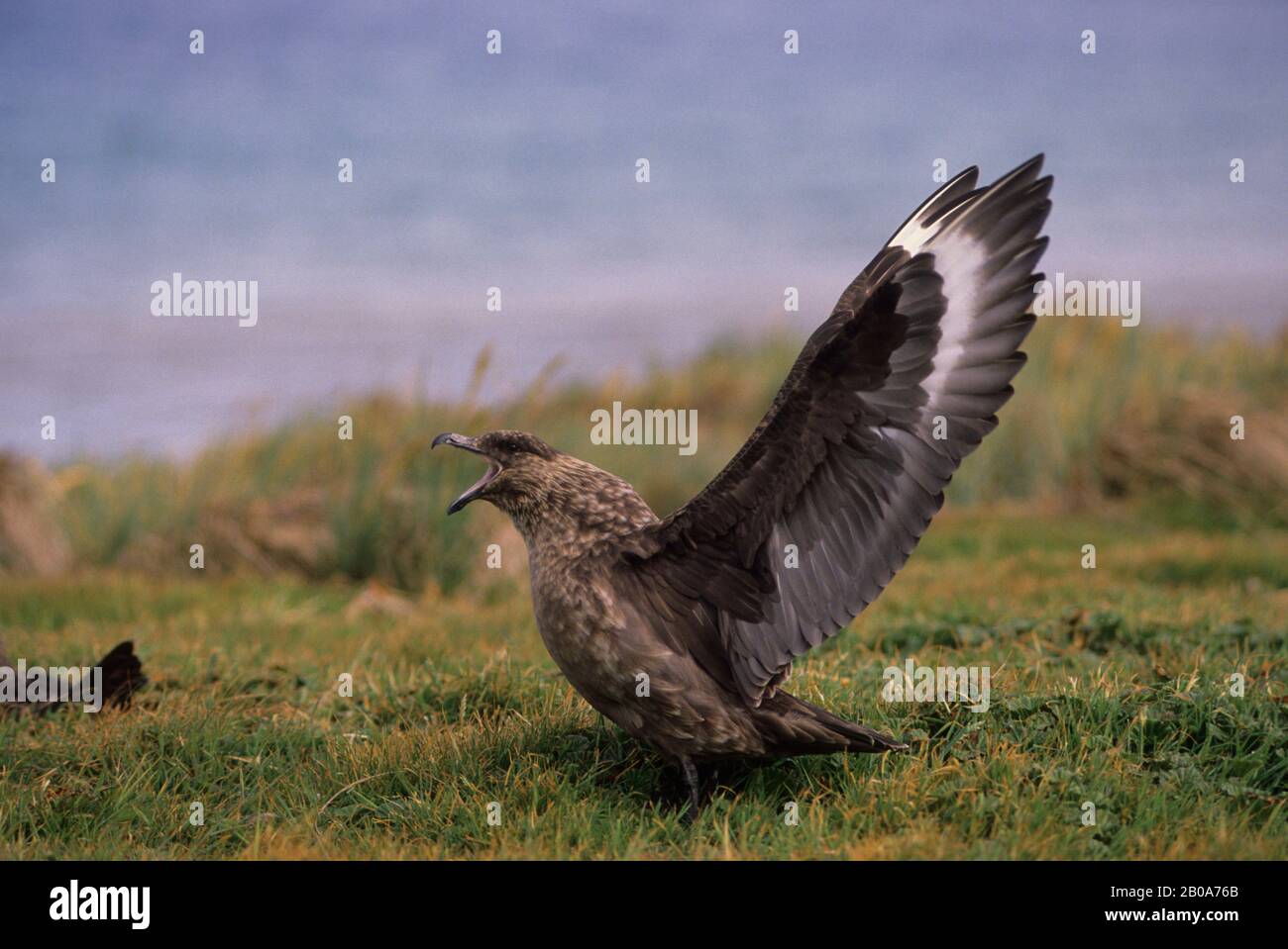 FALKLAND ISLANDS, CARCASS ISLAND, SKUA AT NEST, WARNING CALL Stock Photo