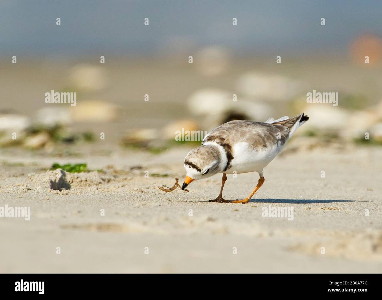 Piping plover s foraging in beach habitat with preying mantis prey Stock Photo