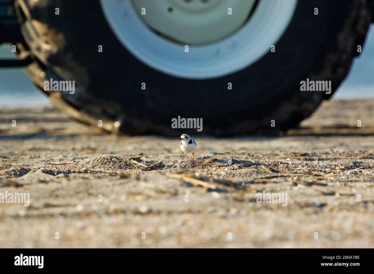 Piping plover chick and wheel in beach habitat Stock Photo
