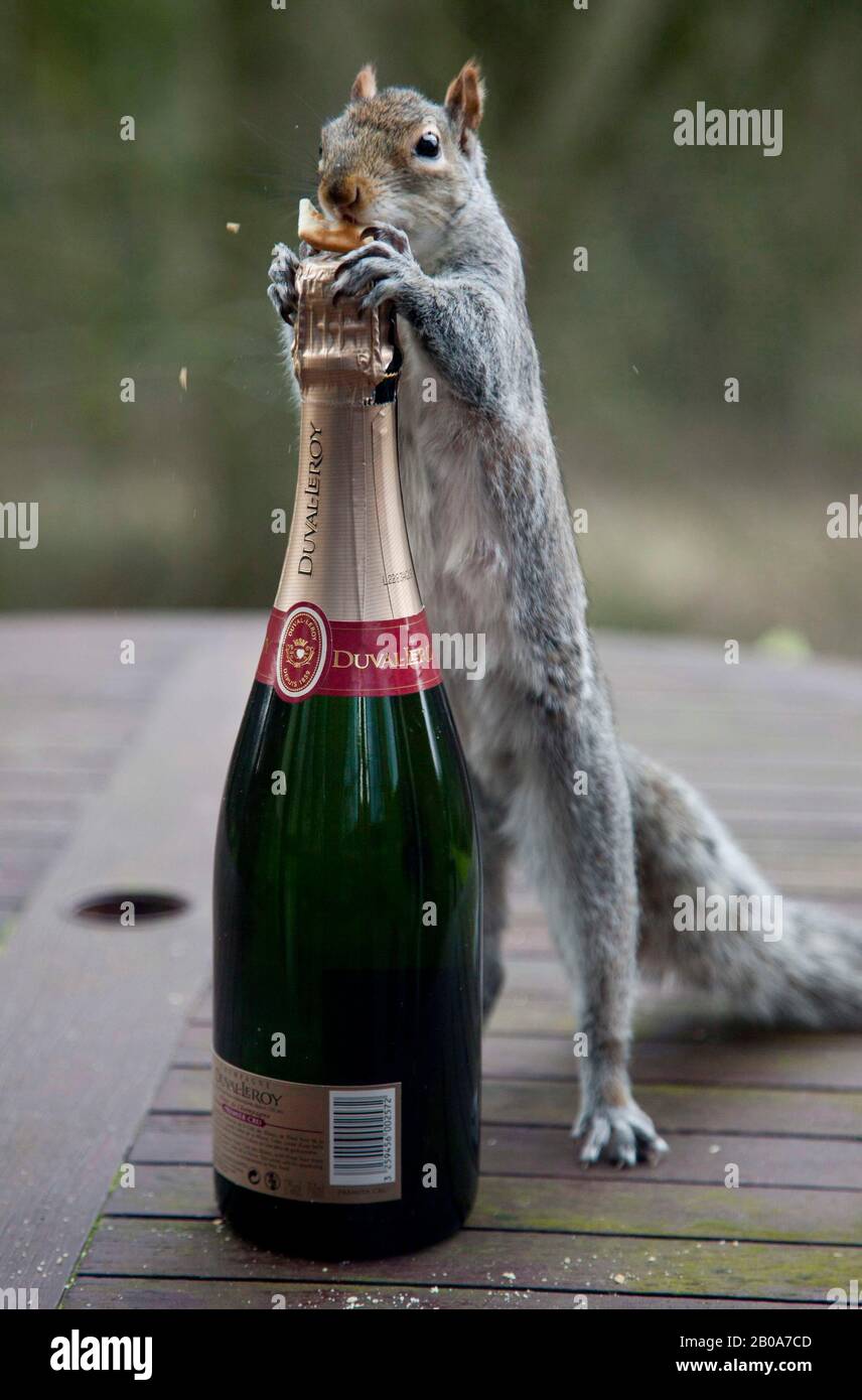 A cheeky squirrel thinking about opening a bottle of champagne left on patio table. The animal was actually eating biscuit left on the bottle top Stock Photo