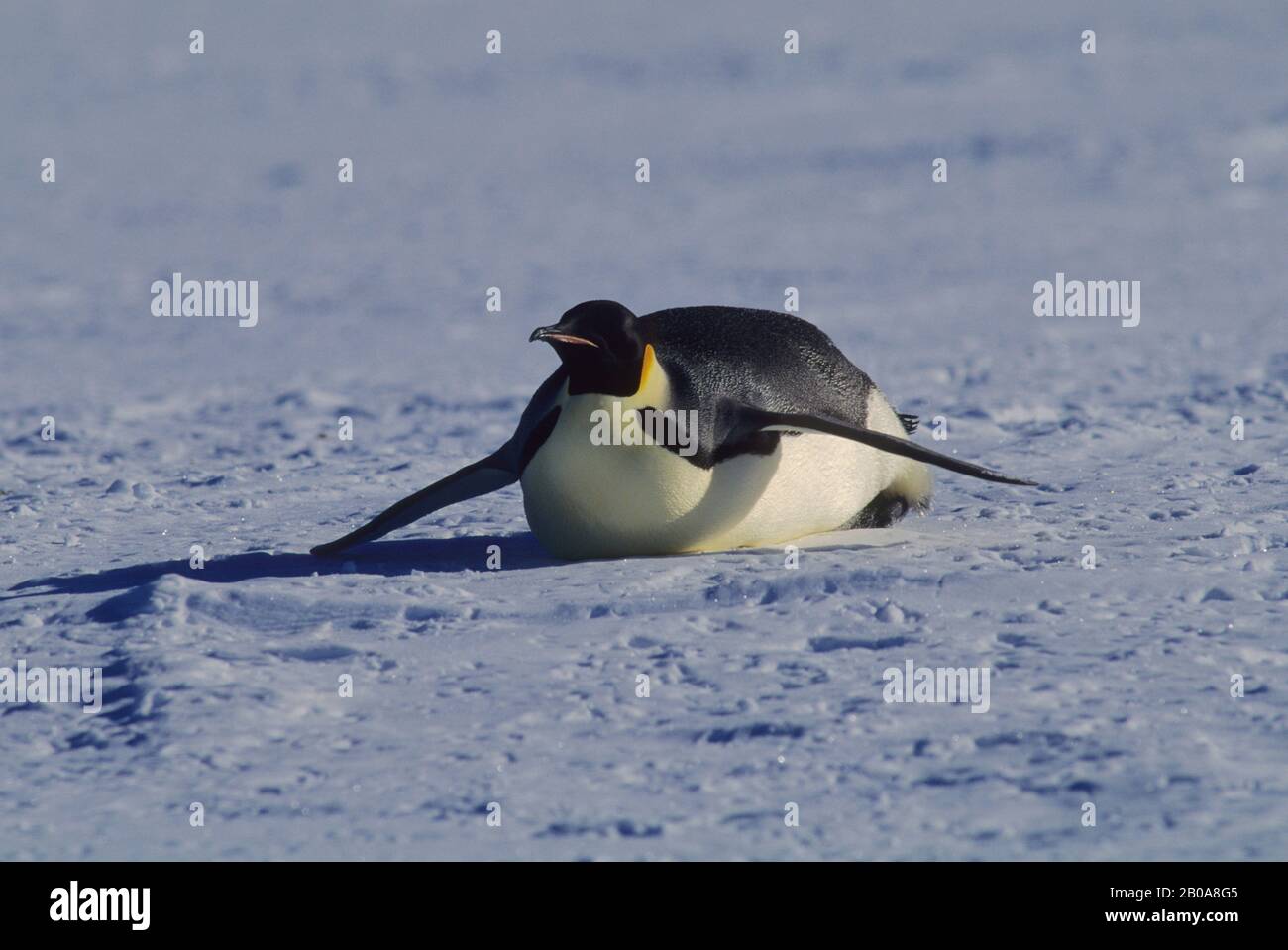 Penguin tobogganing hires stock photography and images Alamy