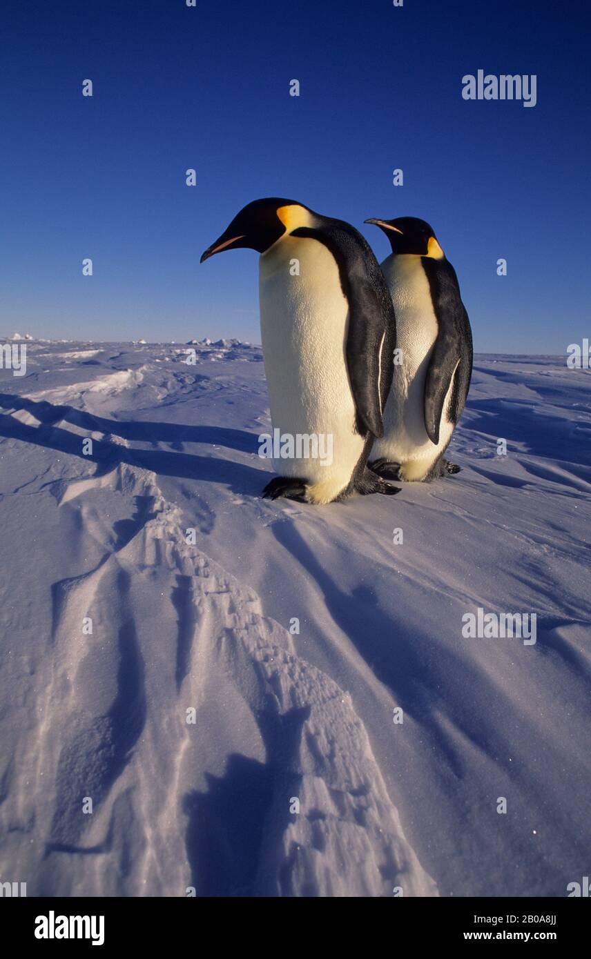Emperor Penguin Chicks On Ice, Snow Hill Island, Antarctica Stock Photo