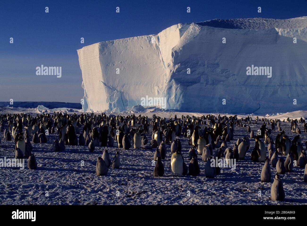 ANTARCTICA, ATKA ICEPORT, EMPEROR PENGUIN COLONY, TABULAR ICEBERG Stock ...