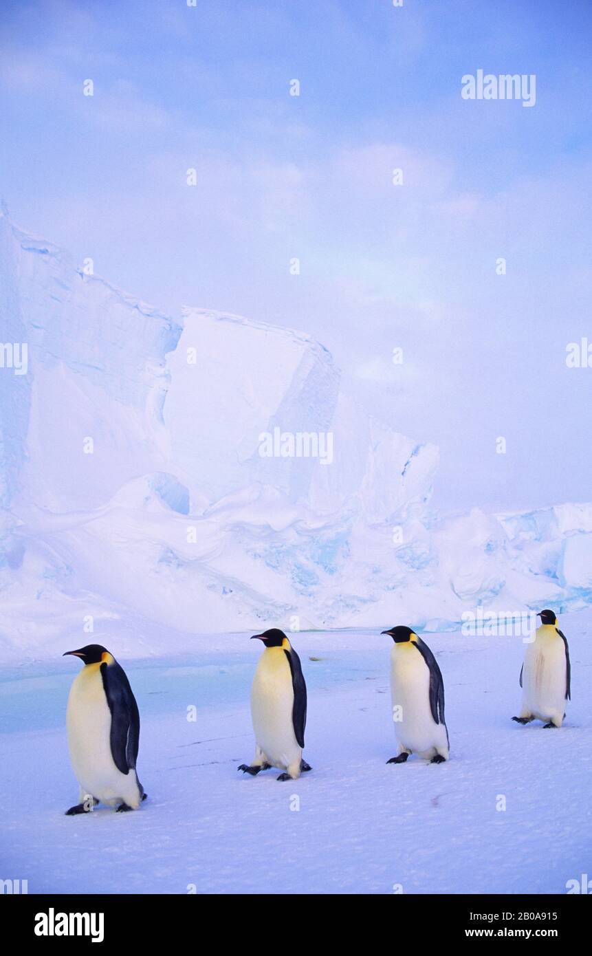 ANTARCTICA, RIISER-LARSEN ICE SHELF, EMPEROR PENGUINS WALKING ON FAST ICE, ICEBERG BACKGROUND Stock Photo