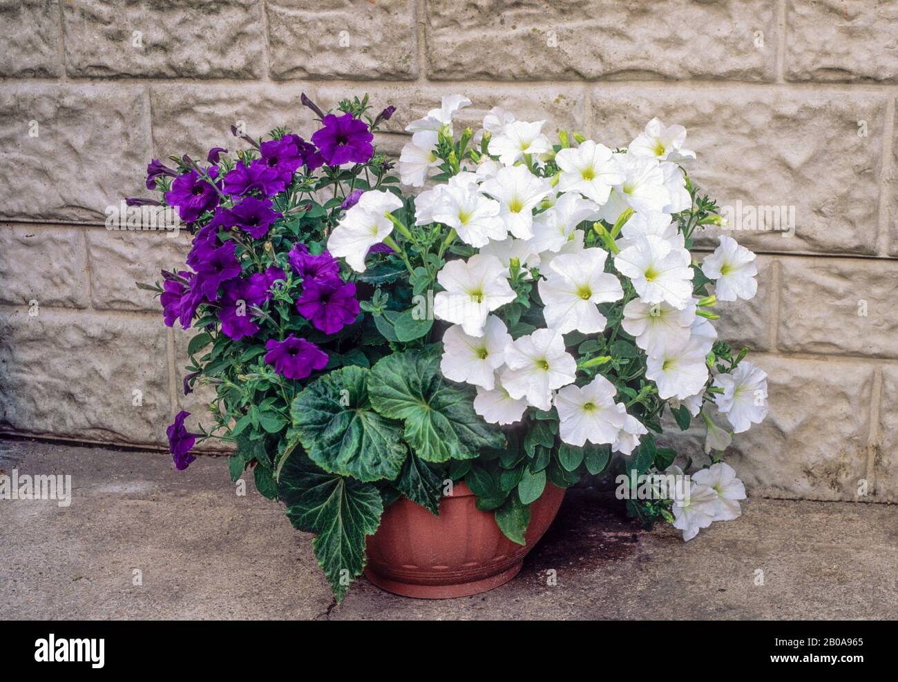 Mixed Petunias of purple and white growing in flower planter in summer. Ideal bedding, basket or container plant. Stock Photo