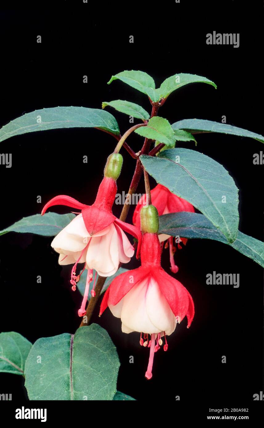 Close up of Fuchsia Snowcap with two flowers against a black background. A semi double upright bush fuchsia that is deciduous and frost tender. Stock Photo