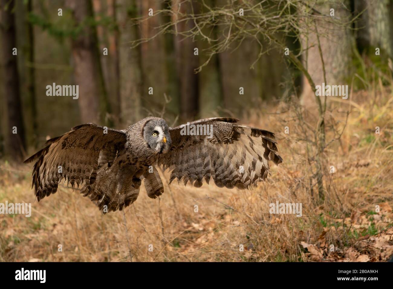 Great grey owl with wide wingspan landing in the forest. Stock Photo