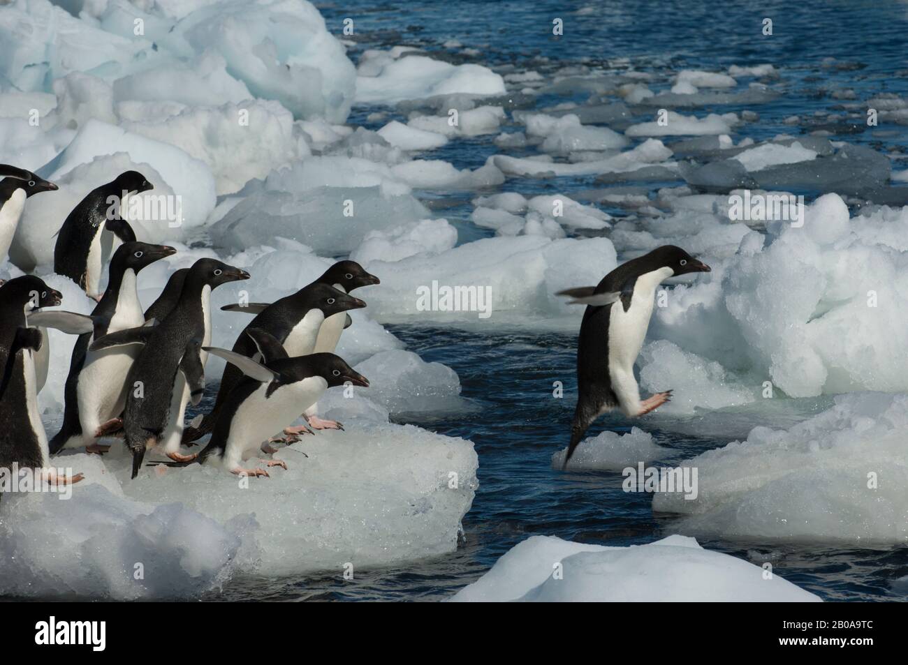 A group of Adelie penguins (Pygoscelis adeliae) jumping from ice pebble ...