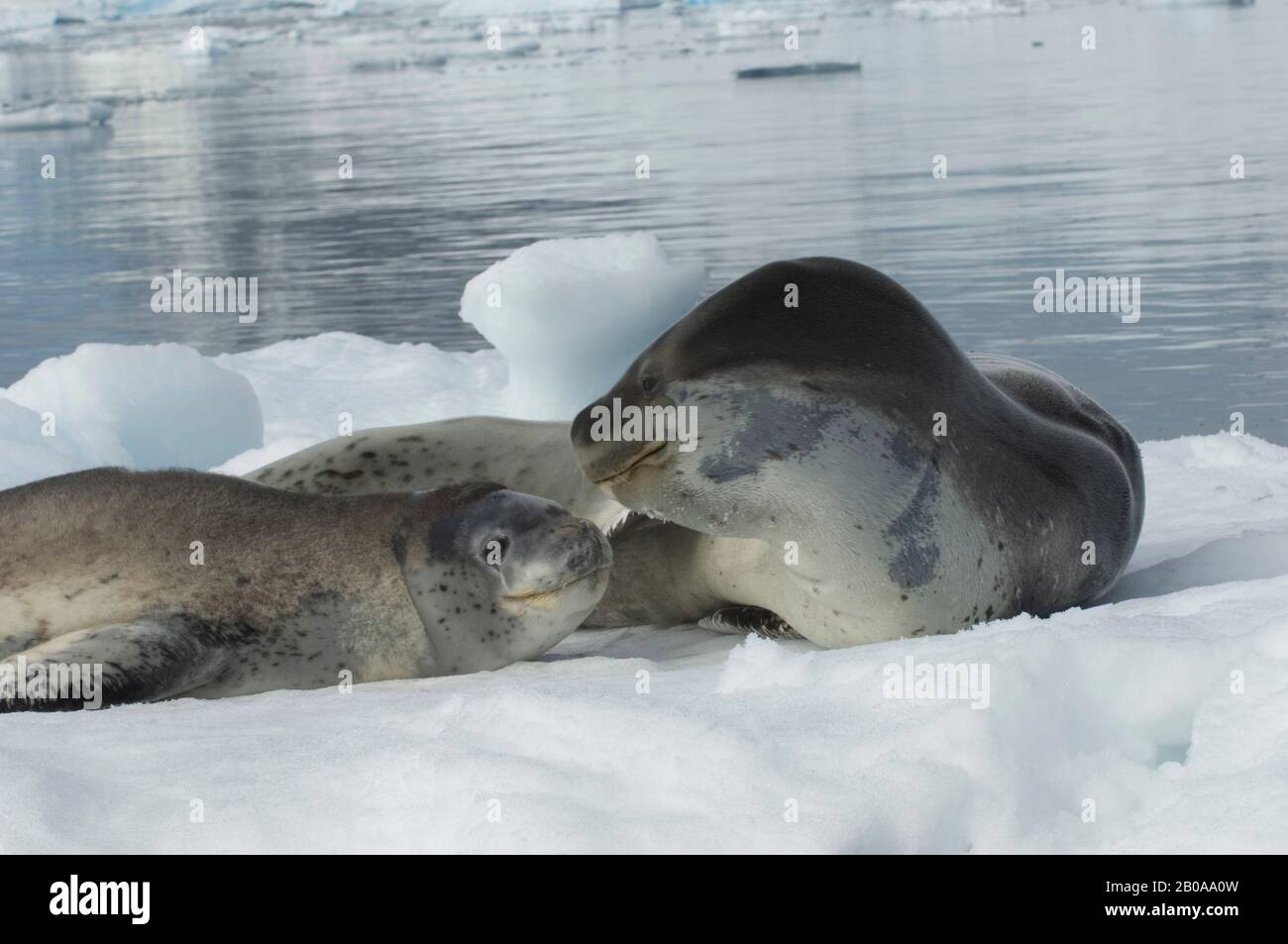 ANTARCTICA, ANTARCTIC PENINSULA, PLENEAU ISLAND, LEOPARD SEAL WITH BABY ON ICEFLOE Stock Photo