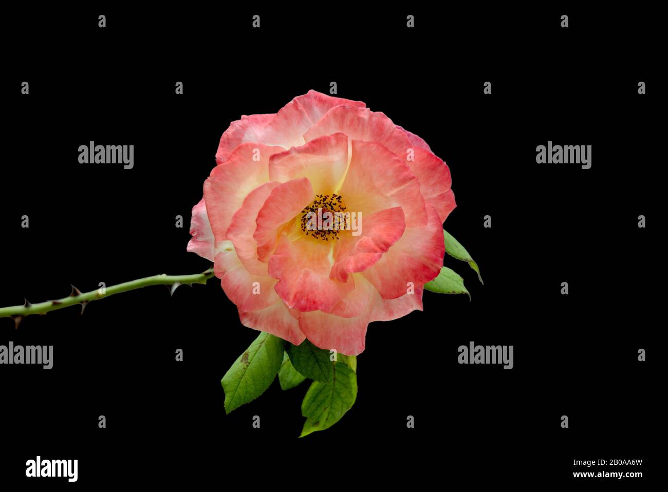 Croped rose hi-res stock photography and images - Alamy