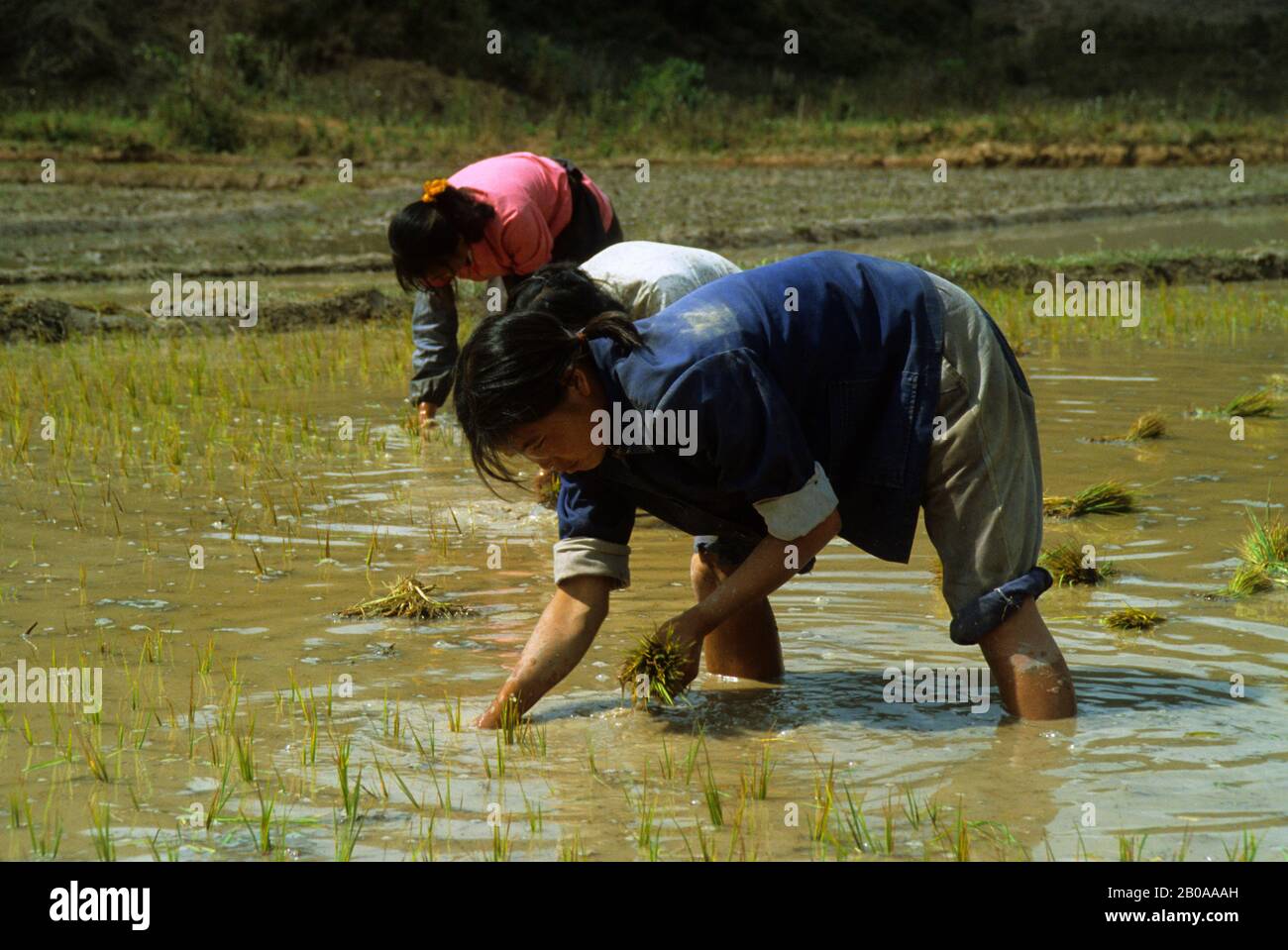 China Rice Planting Hi Res Stock Photography And Images Alamy