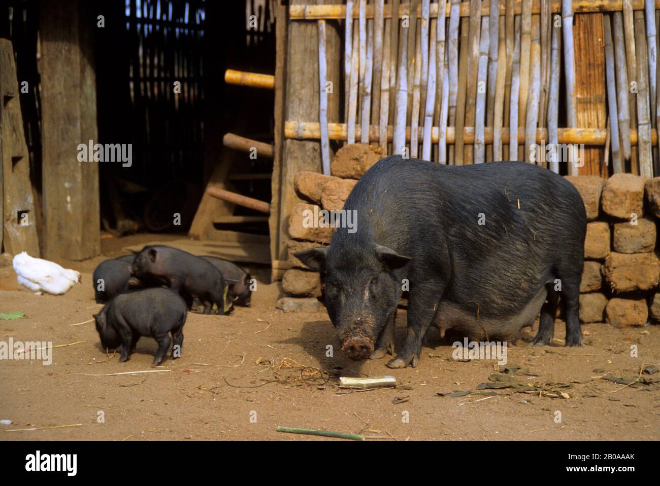 CHINA, SOUTH YUNNAN PROVINCE HANI VILLAGE, SOW WITH YOUNG PIGS Stock Photo