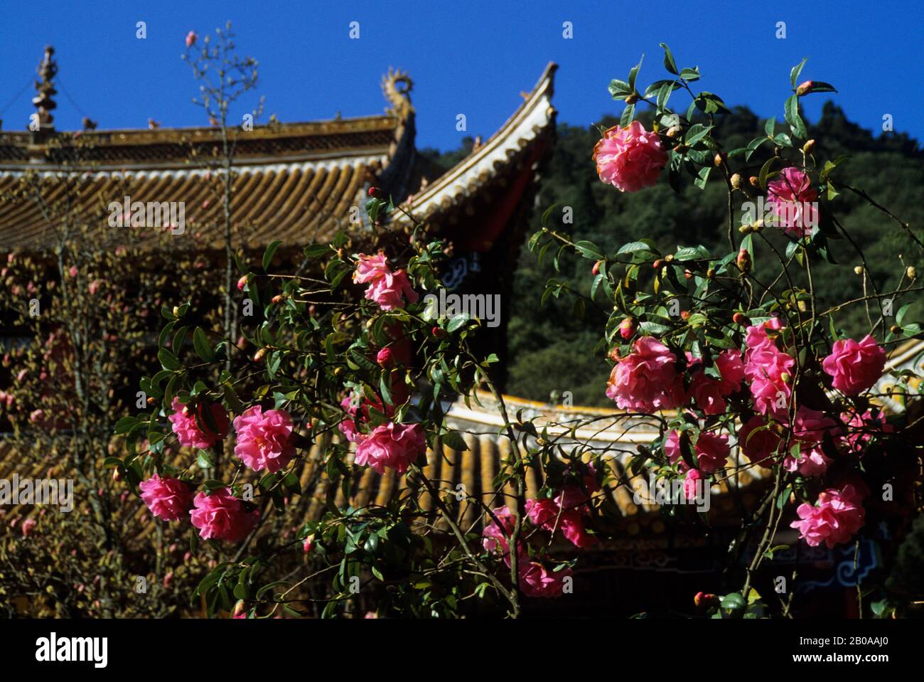 CHINA, KUNMING, CAMILIA BUSH IN FRONT OF CHINESE TEMPLE Stock Photo Alamy