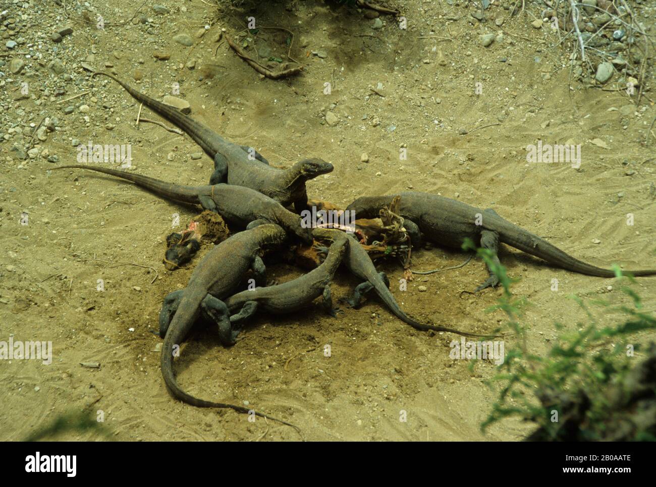 INDONESIA, KOMODO ISLAND, KOMODO DRAGON, FEEDING ON GOAT Stock Photo