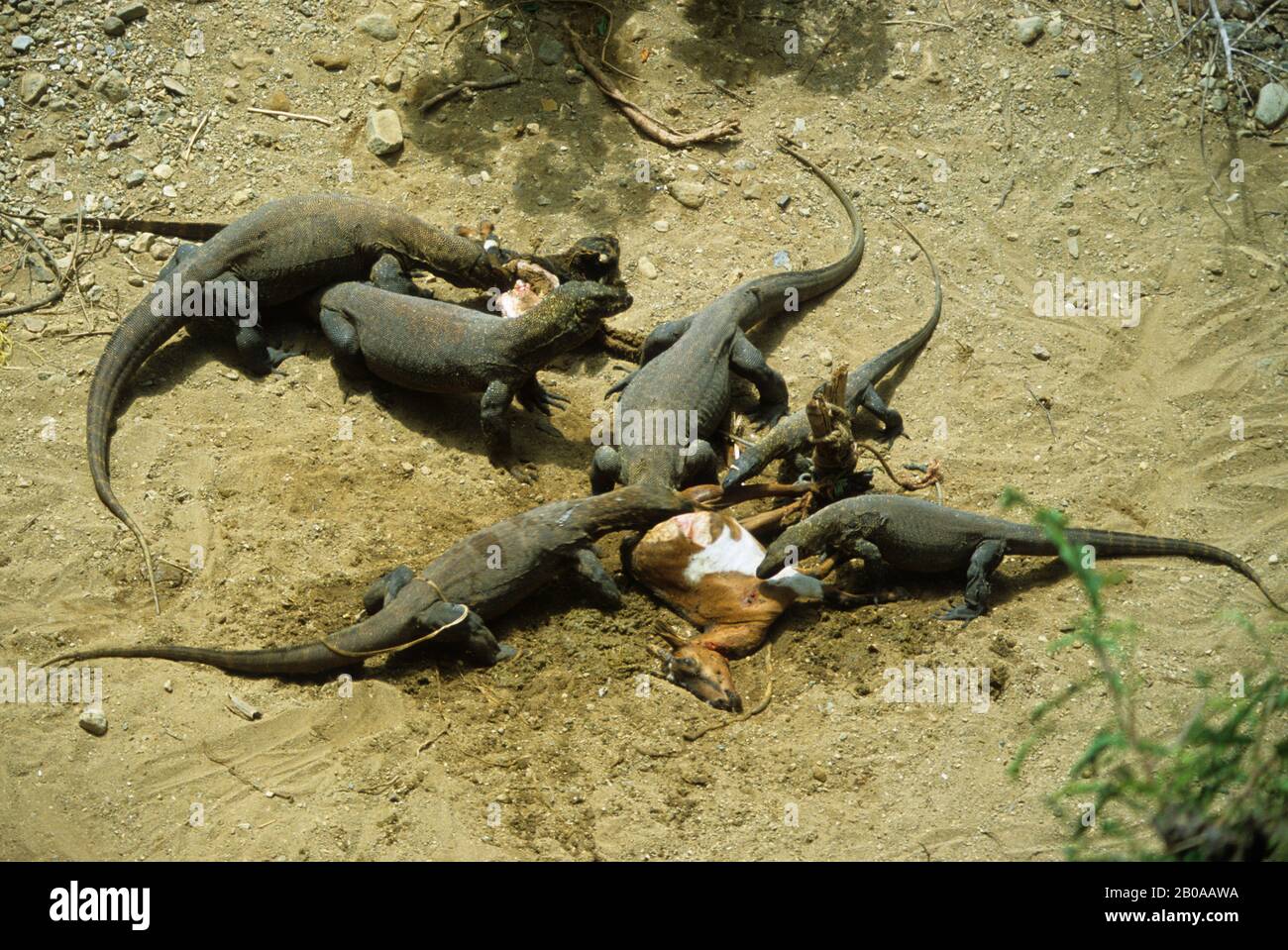 INDONESIA, KOMODO ISLAND, KOMODO DRAGONS FEEDING ON DEAD GOAT Stock Photo