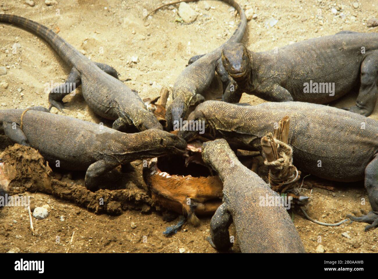 INDONESIA, KOMODO ISLAND, KOMODO DRAGONS FEEDING ON GOAT Stock Photo