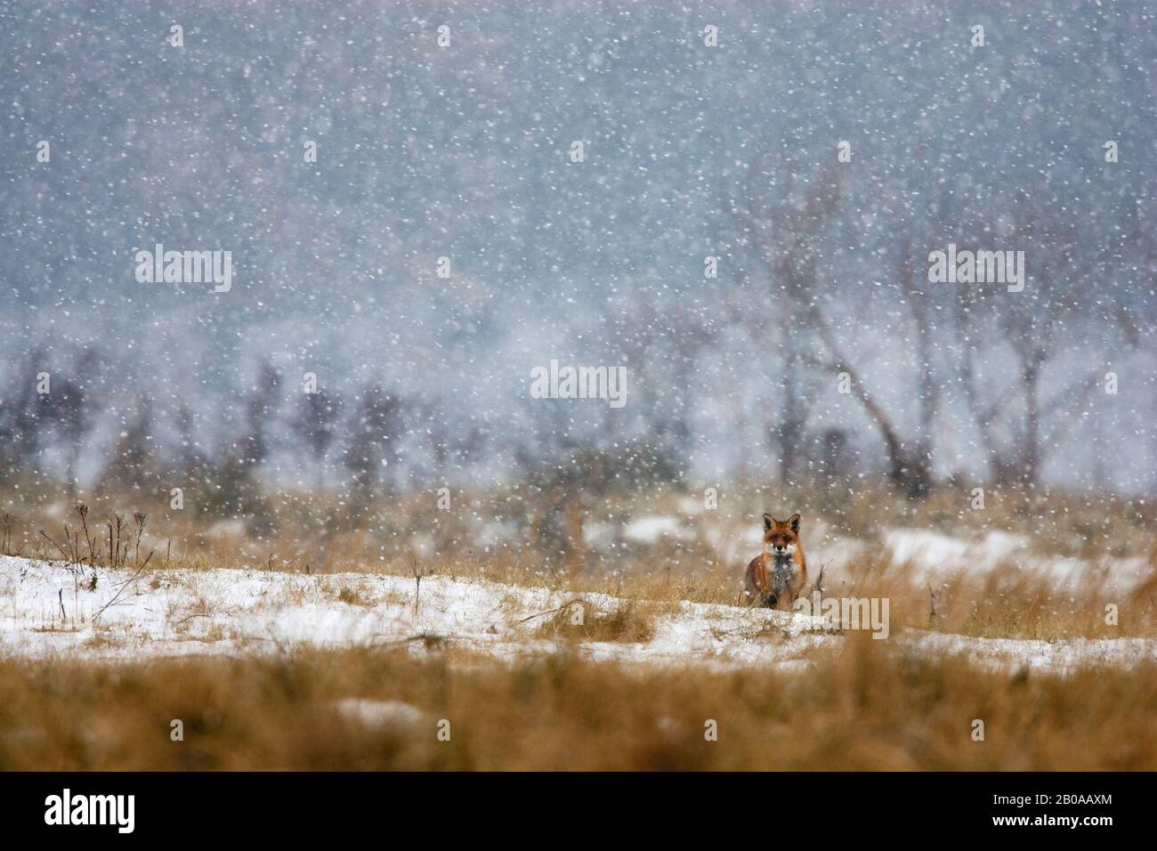 red fox (Vulpes vulpes), in snowfall in winter, Netherlands Stock Photo