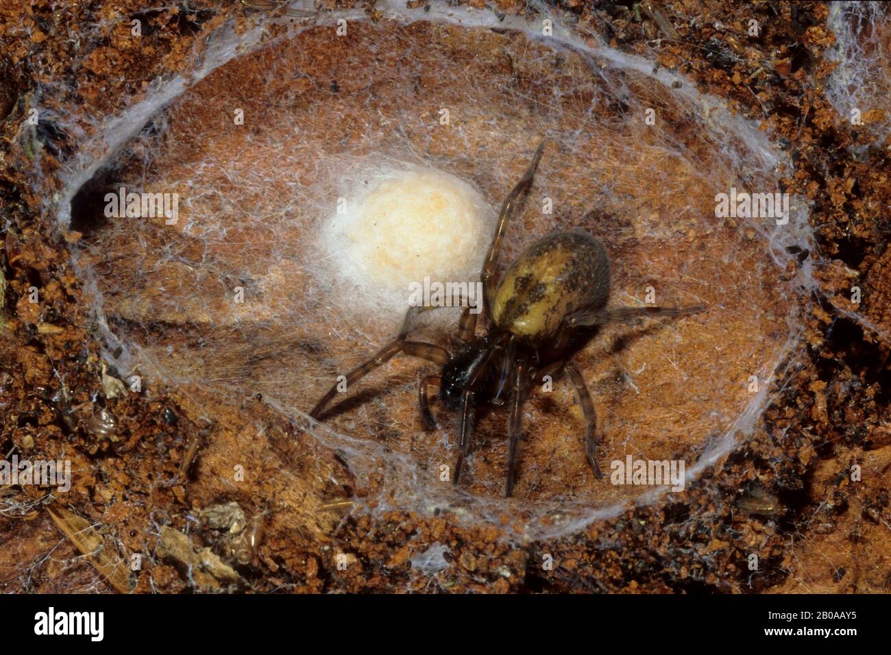 Lace weaver spider, lace-webbed spider, window lace weaver, House spider mouthparts (Amaurobius fenestralis), breeding web with spiderlets, Germany Stock Photo