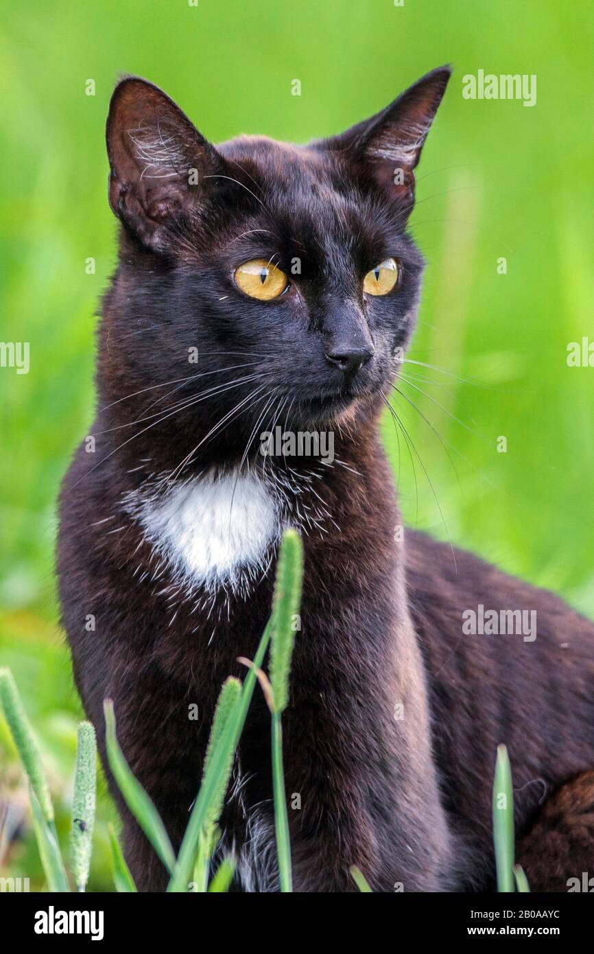 domestic cat, house cat (Felis silvestris f. catus), in a meadow, Germany Stock Photo