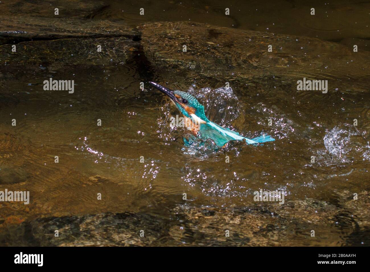river kingfisher (Alcedo atthis), male dives, Germany Stock Photo