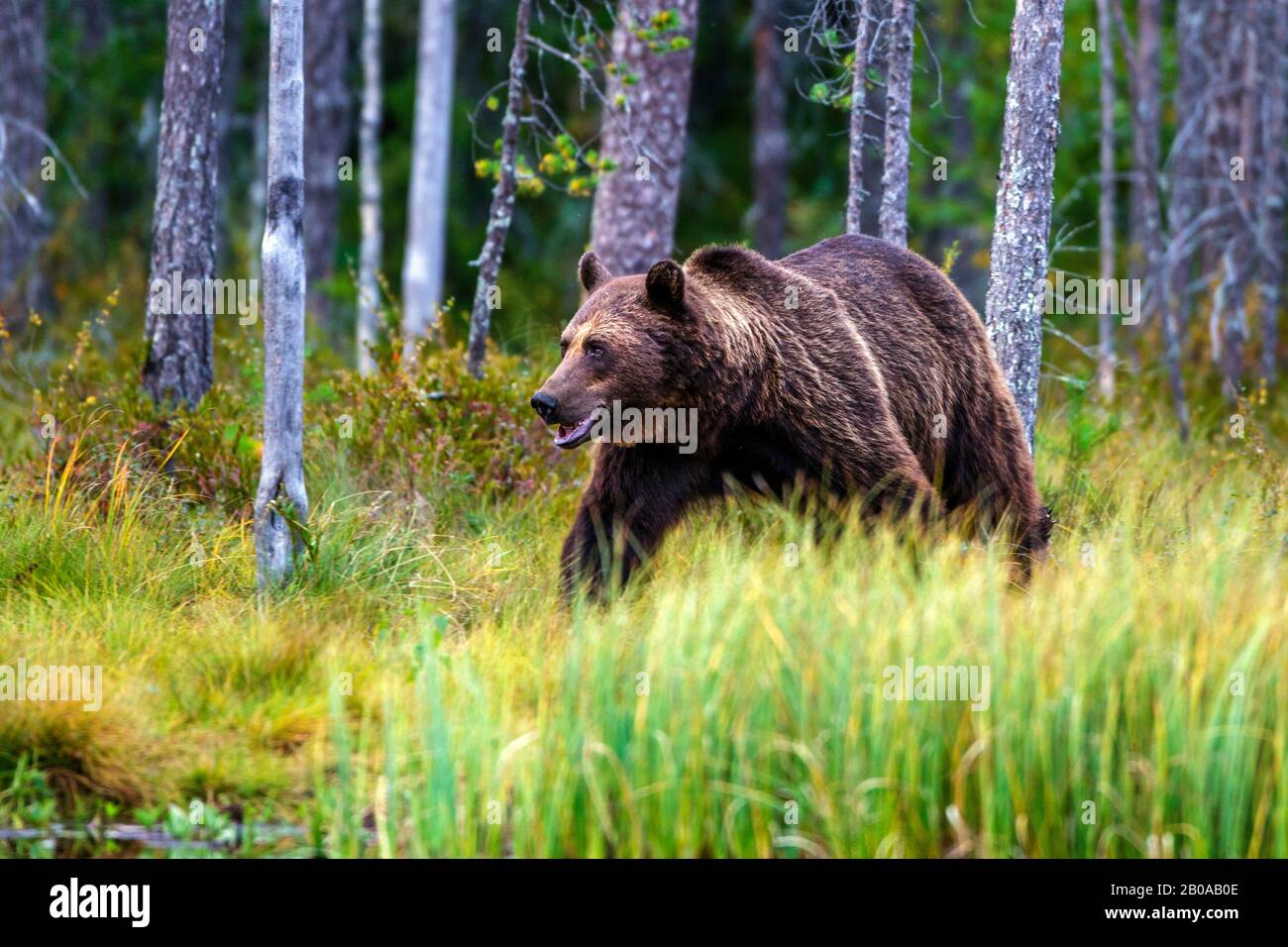 European brown bear (Ursus arctos arctos), at forest edge, Finland, Karelia Stock Photo