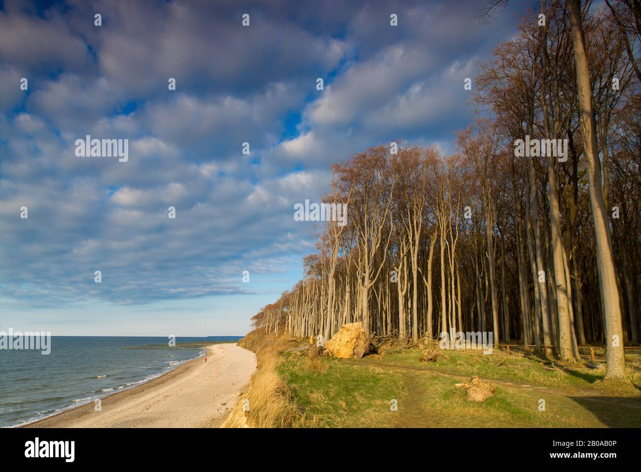 forest Gespensterwald Nienhagen at the Baltic Sea, Germany, Mecklenburg-Western Pomerania, Nienhagen Stock Photo