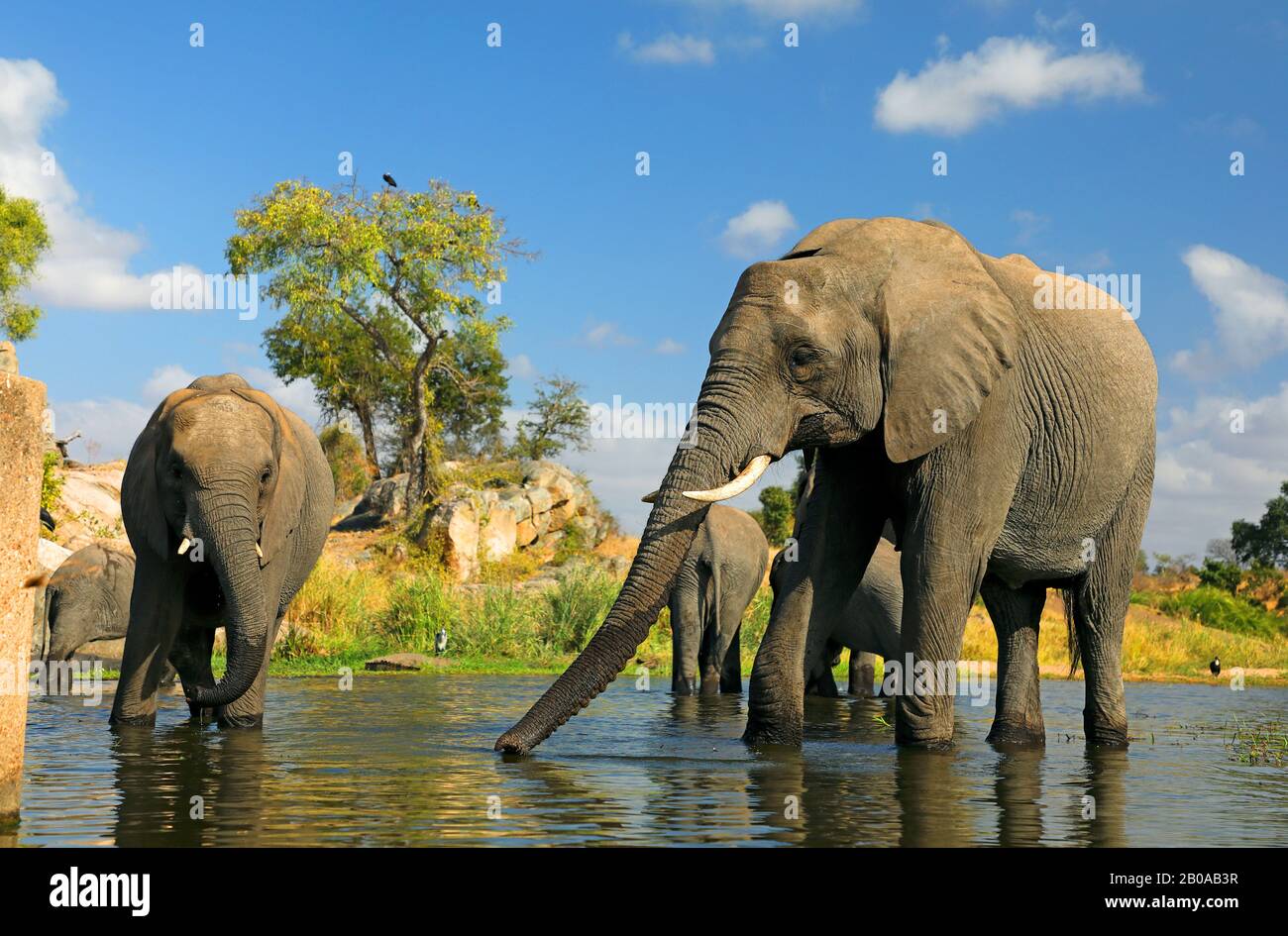 African elephant (Loxodonta africana), herd drinks at waterhole, South Africa, Mpumalanga, Kruger National Park Stock Photo