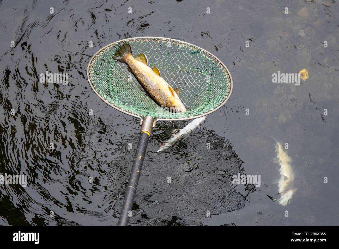 brown trout, river trout, brook trout (Salmo trutta fario), autochthonous species, catch of spawners with electrical equipment, Germany, Bavaria Stock Photo