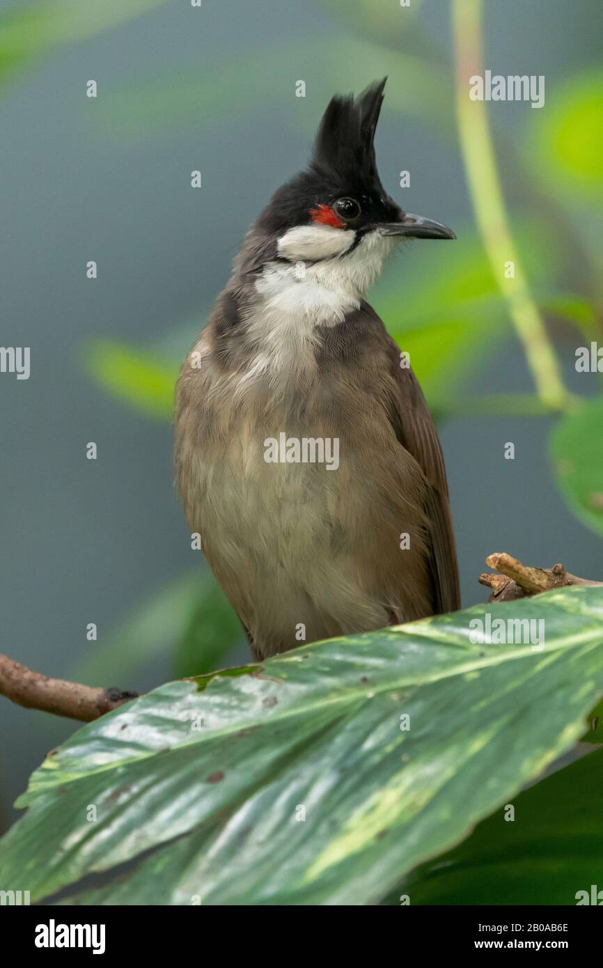 red-whiskered bulbul (Pycnonotus jocosus), perching on a branch, front view Stock Photo