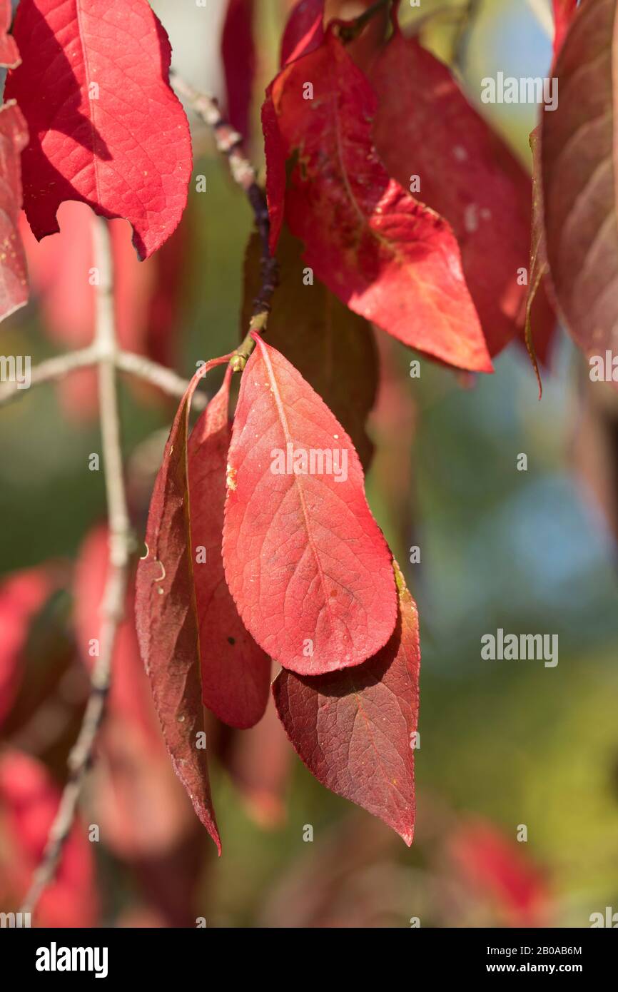 European spindle-tree (Euonymus europaea, Euonymus europaeus), autumn leaves, Germany Stock Photo
