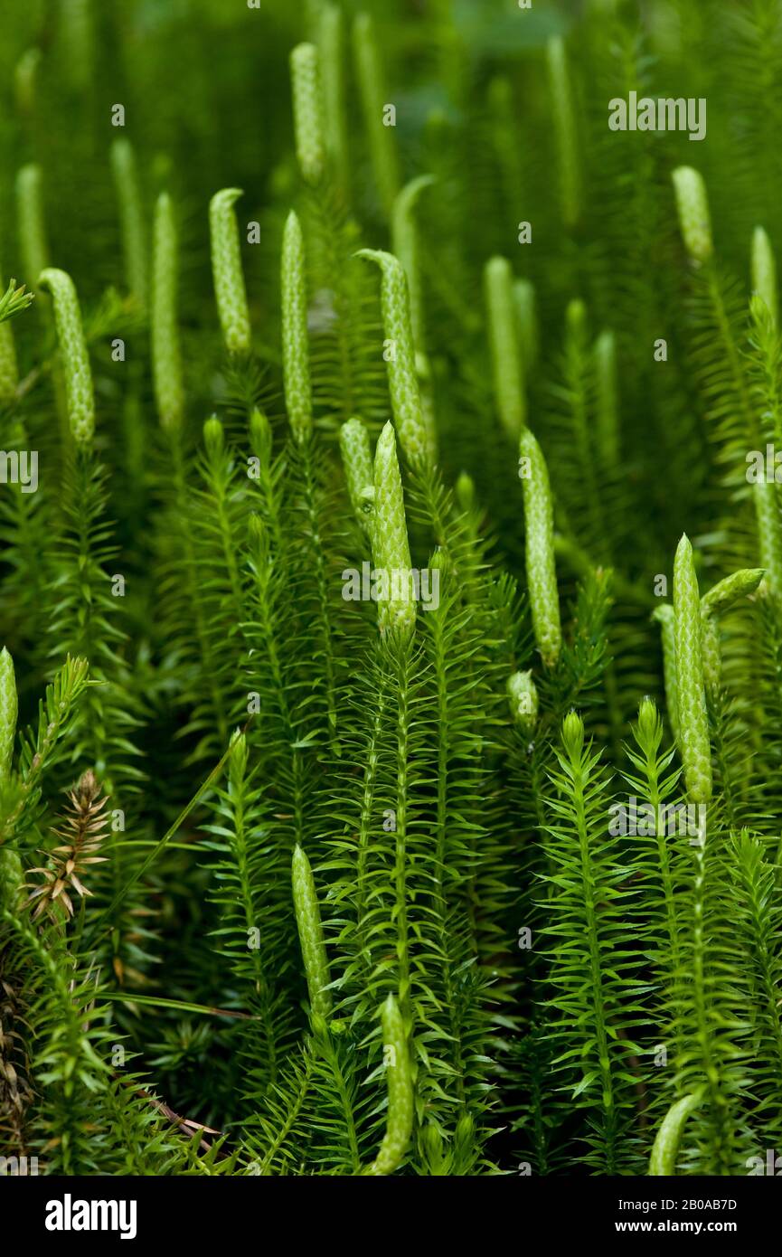 Stiff clubmoss, Stiff ground-pine (Lycopodium annotinum), with sporangia, Germany, Wimbachtal Stock Photo