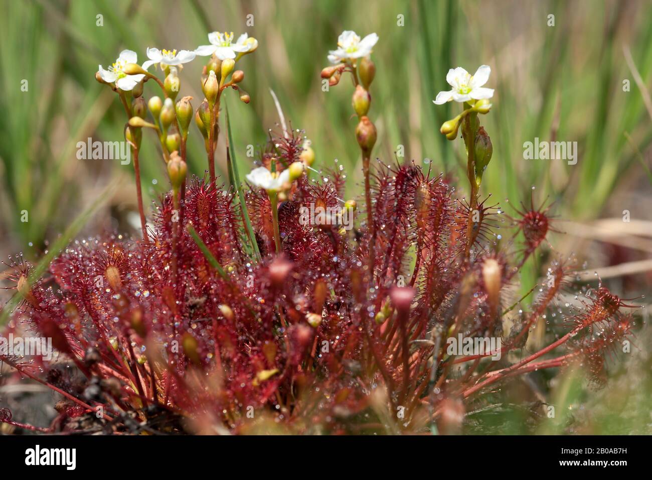 longleaved sundew, oblongleaved sundew, spoonleaved sundew (Drosera