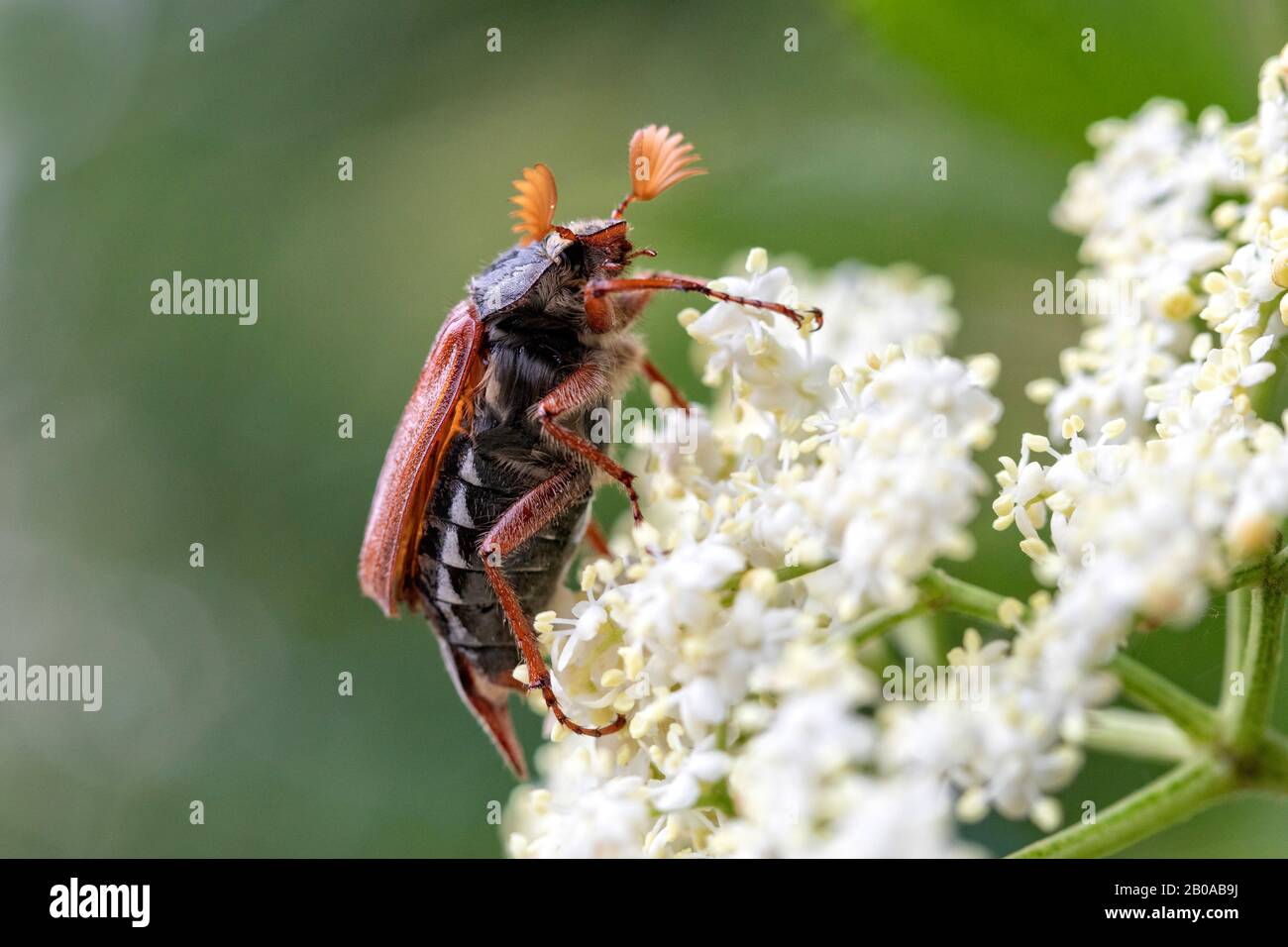 Common cockchafer, Maybug, Maybeetle (Melolontha melolontha), male on umbellifer, France, Brittany Stock Photo
